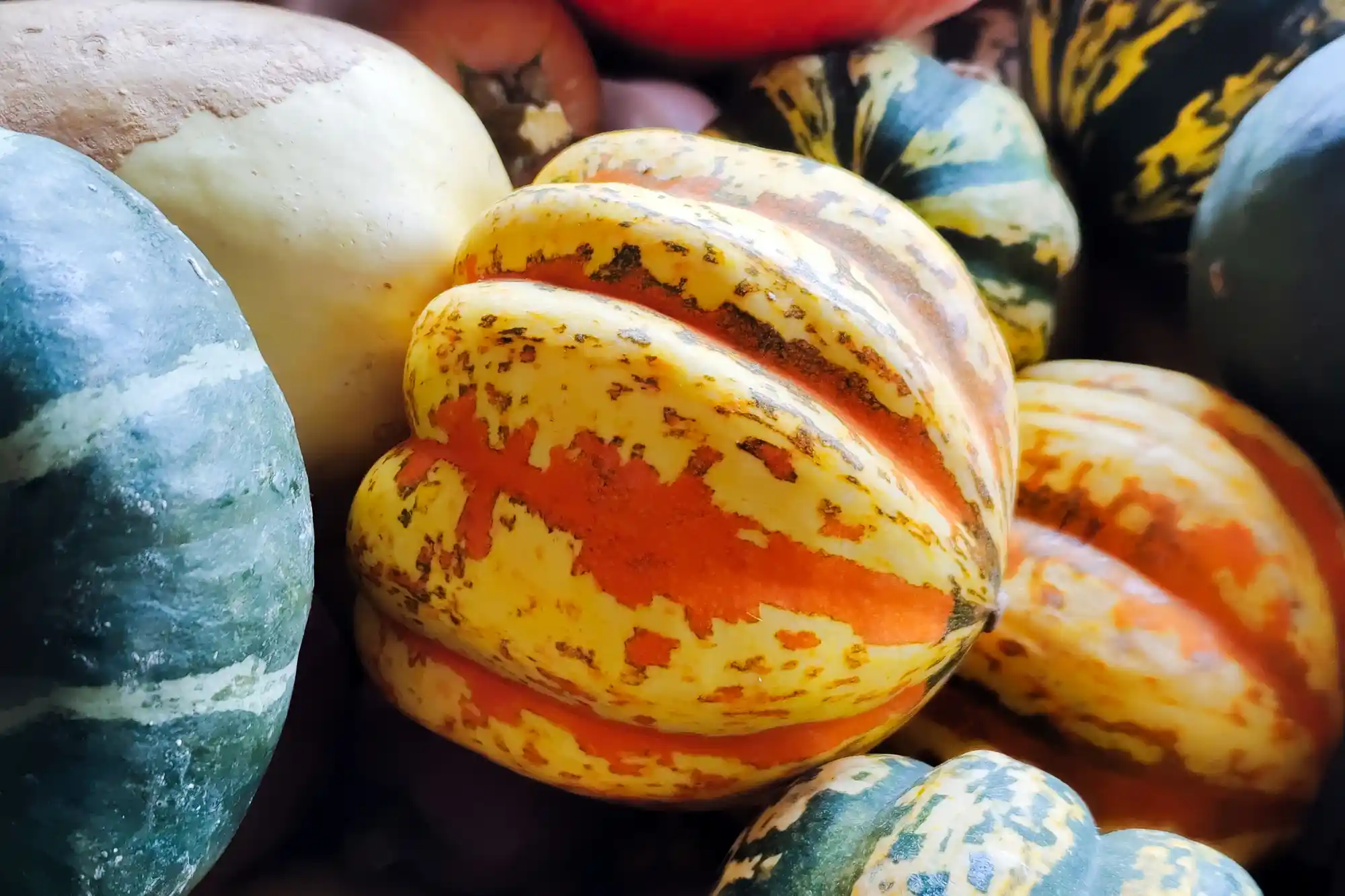 Yellow springs pumpkins