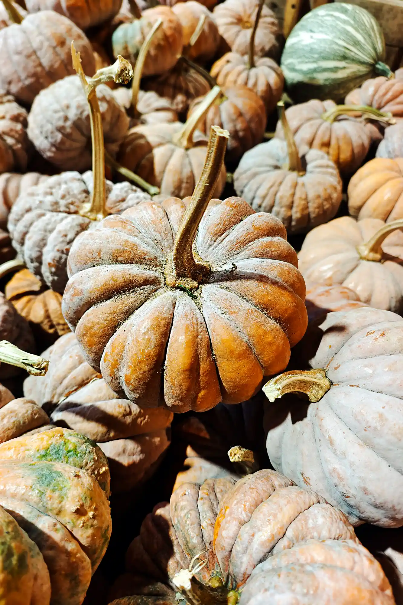Unique Pumpkins