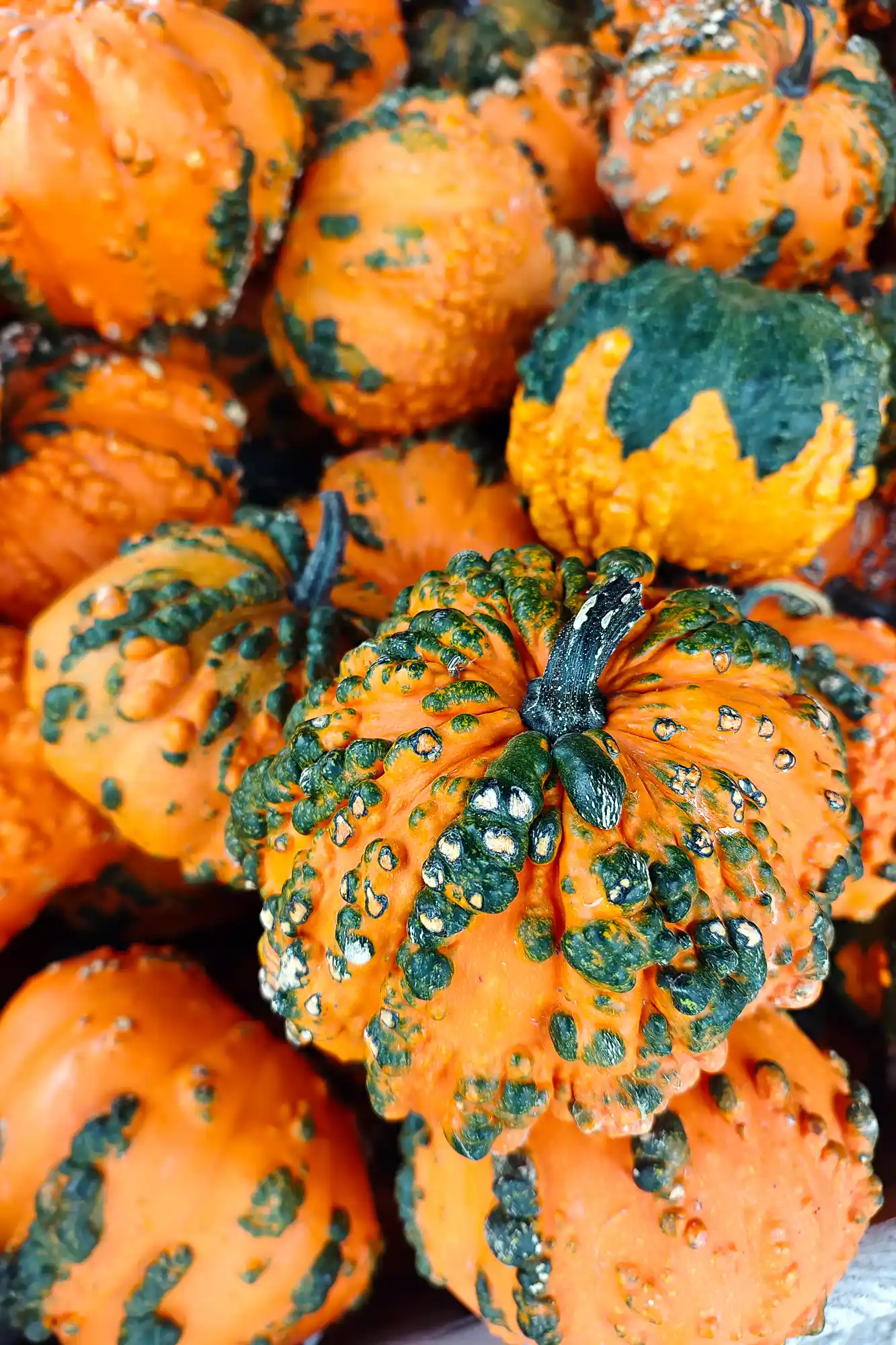 Green and orange pumpkins