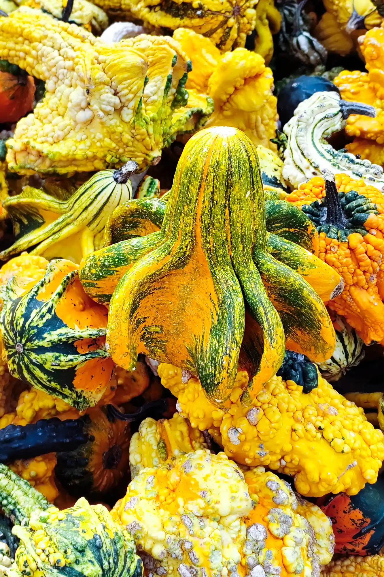 Pumpkins in ohio in unique forms