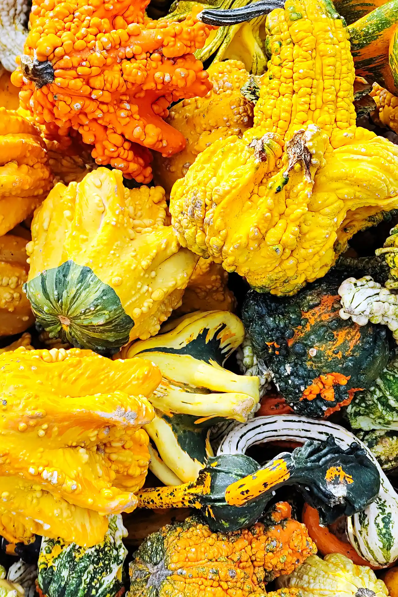 Collection of pumpkins in yellow