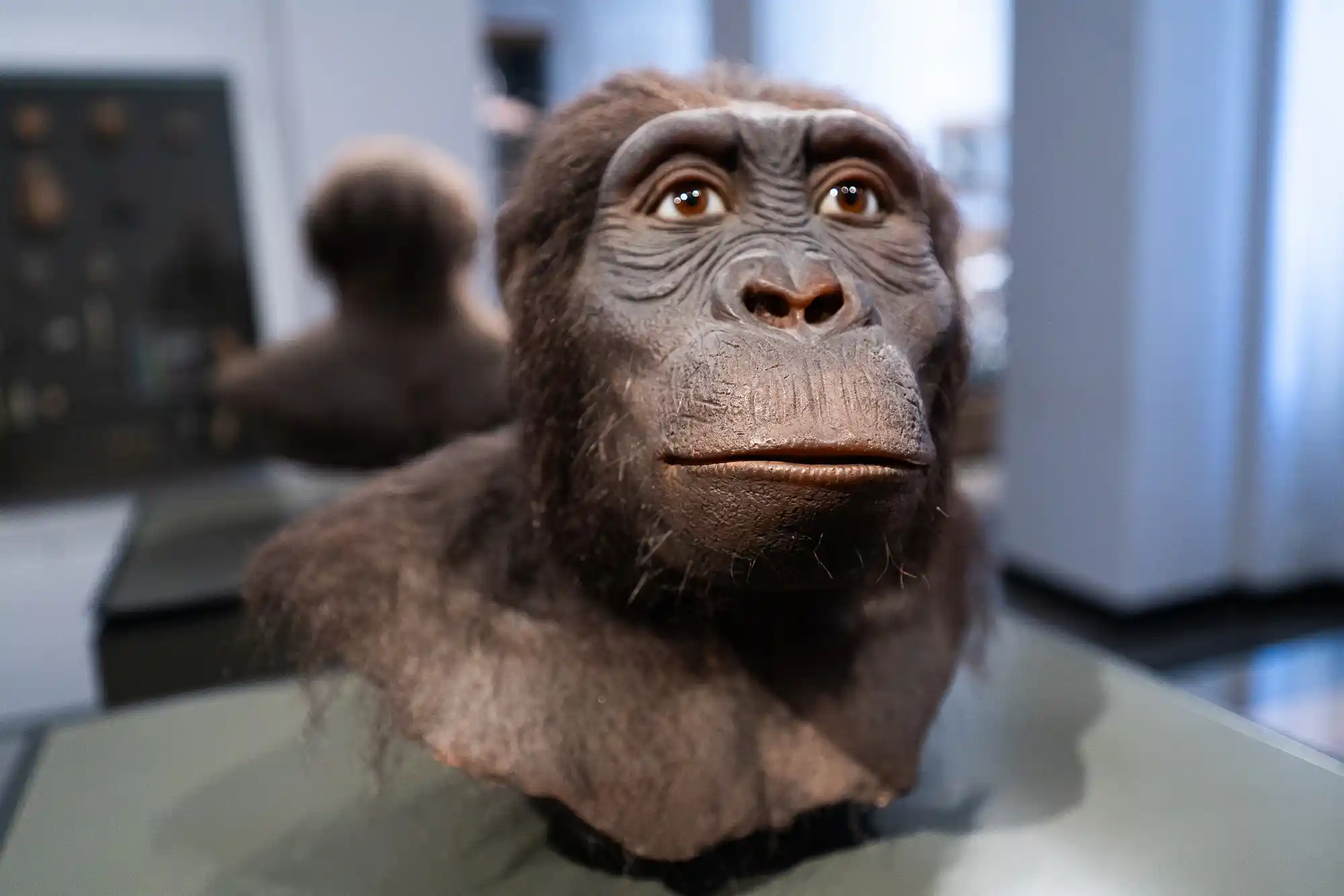 Portrait of a Chimpanzee 