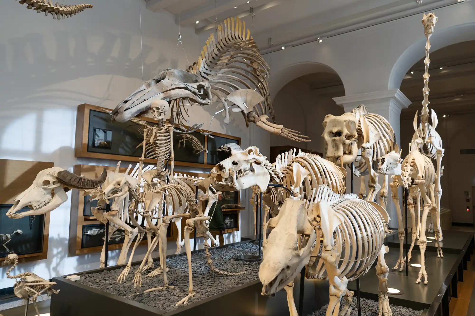 Skeleton collection in Darmstadt