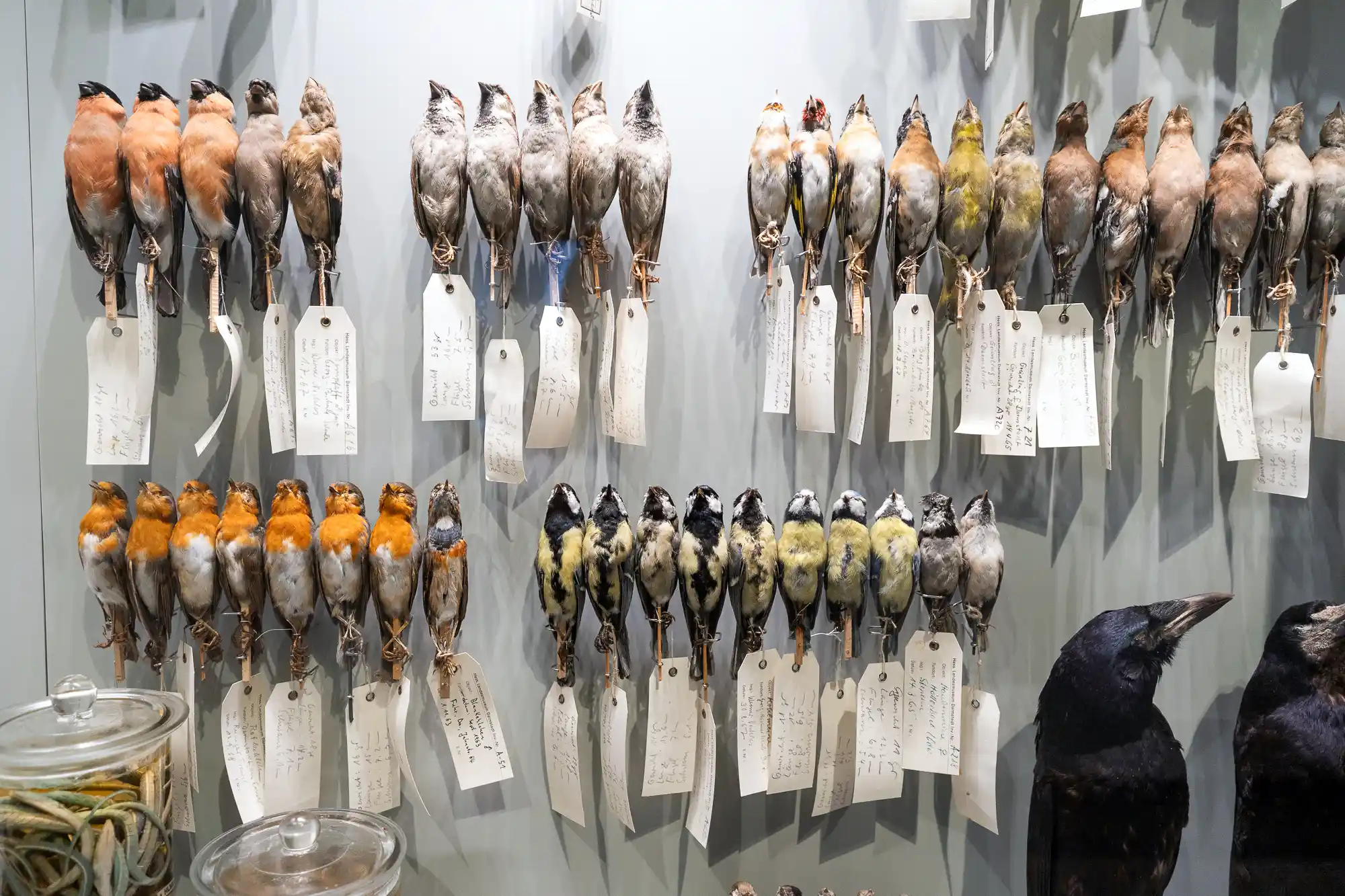 Bird collection Darmstadt