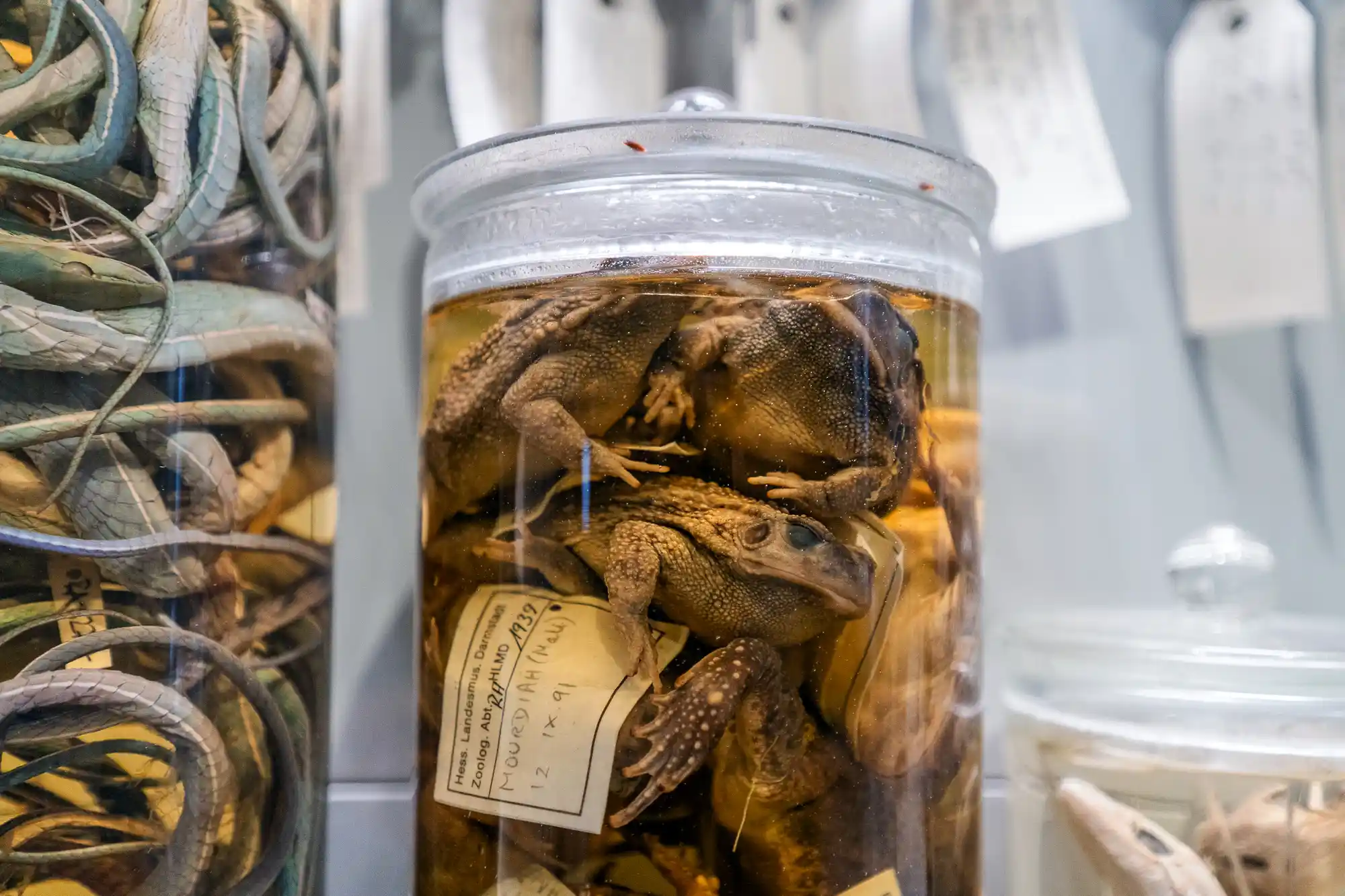 Frog collection in a jar