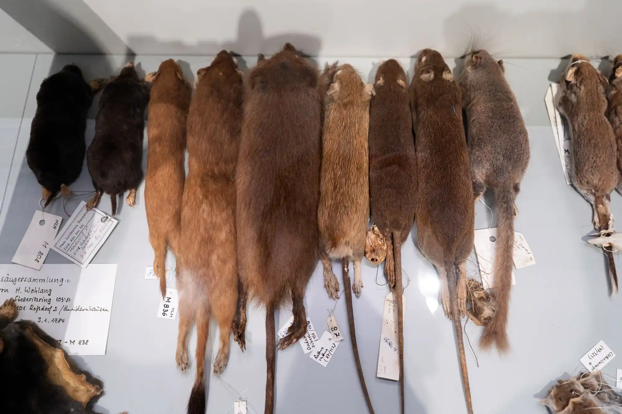 Rat tail collection
