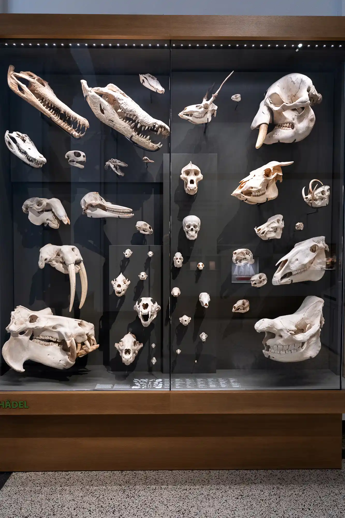 Skull collection in Darmstadt