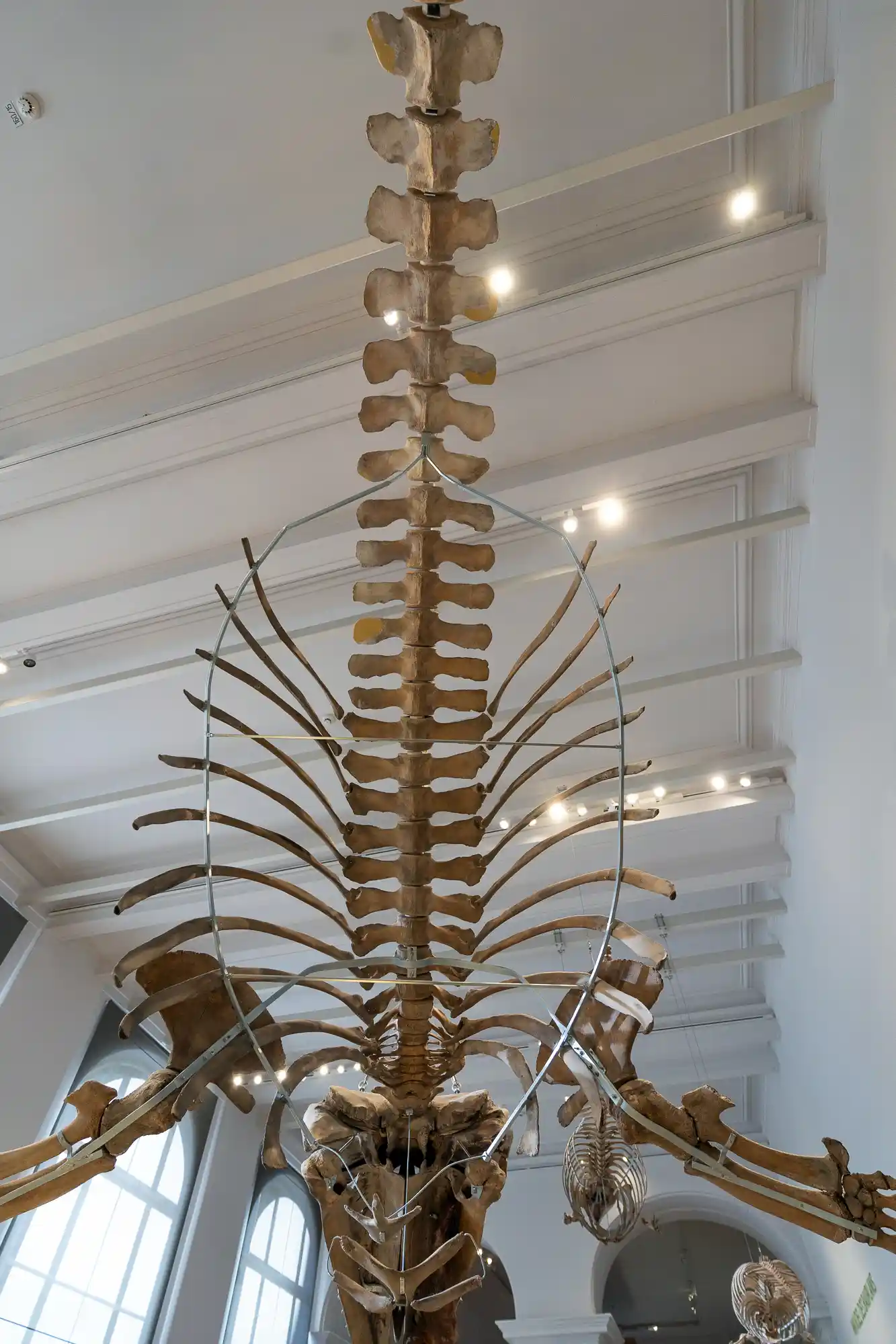 Spine hanging from the ceiling