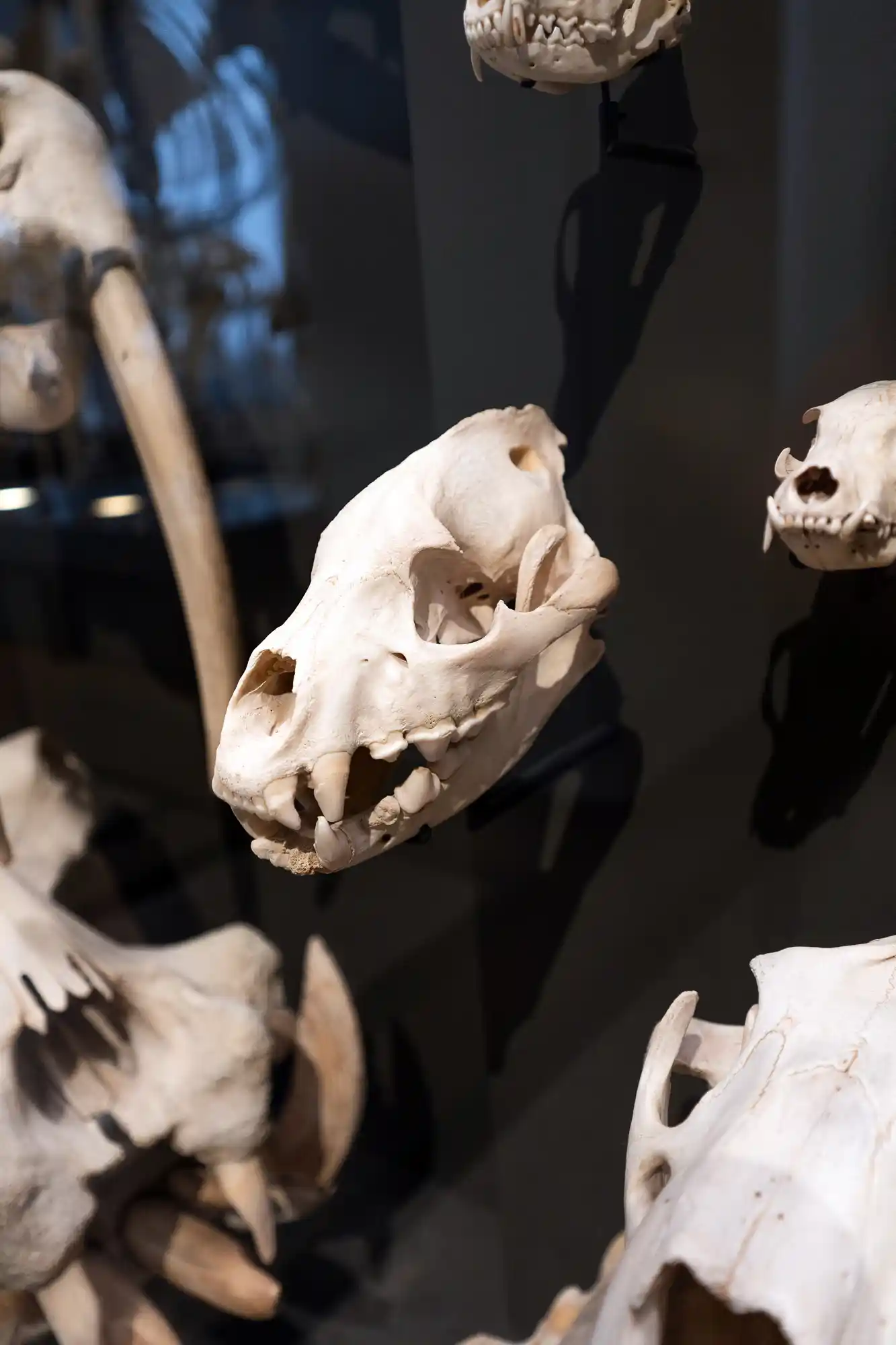 Tender Skull