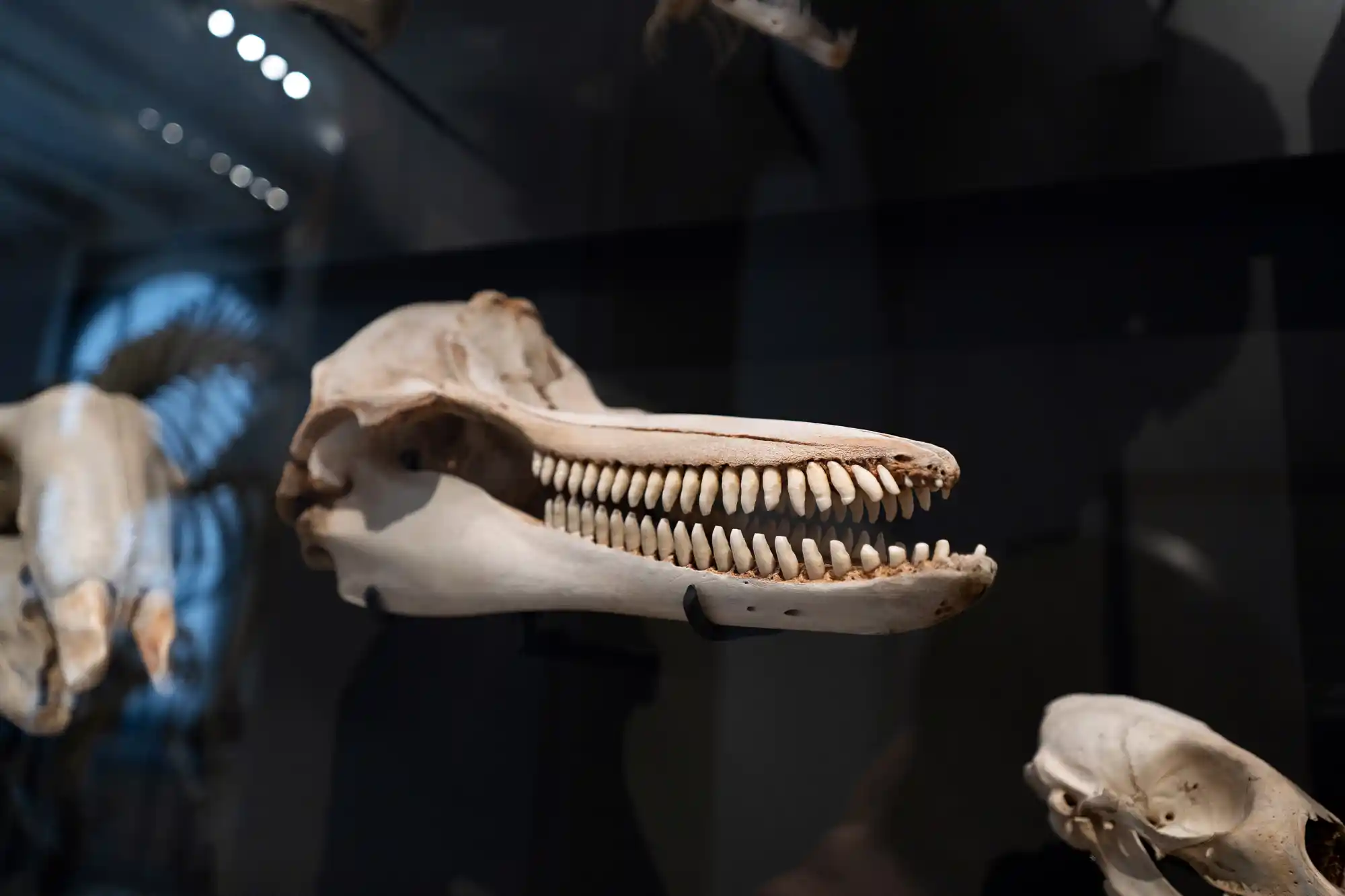 Sea Creature skull