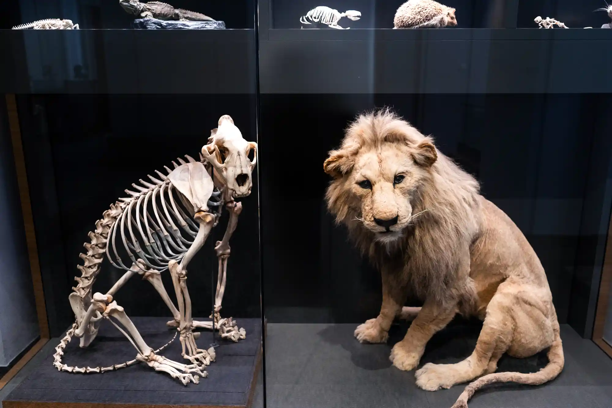Lion skull