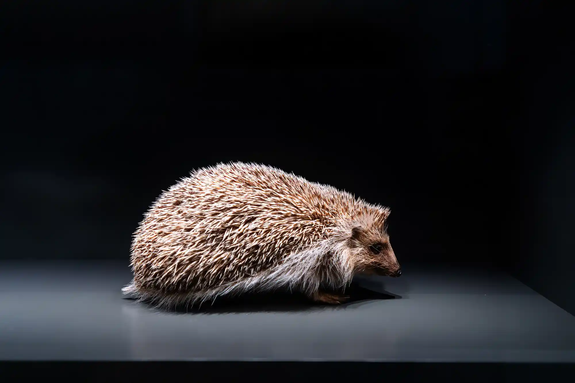 Igel on Display