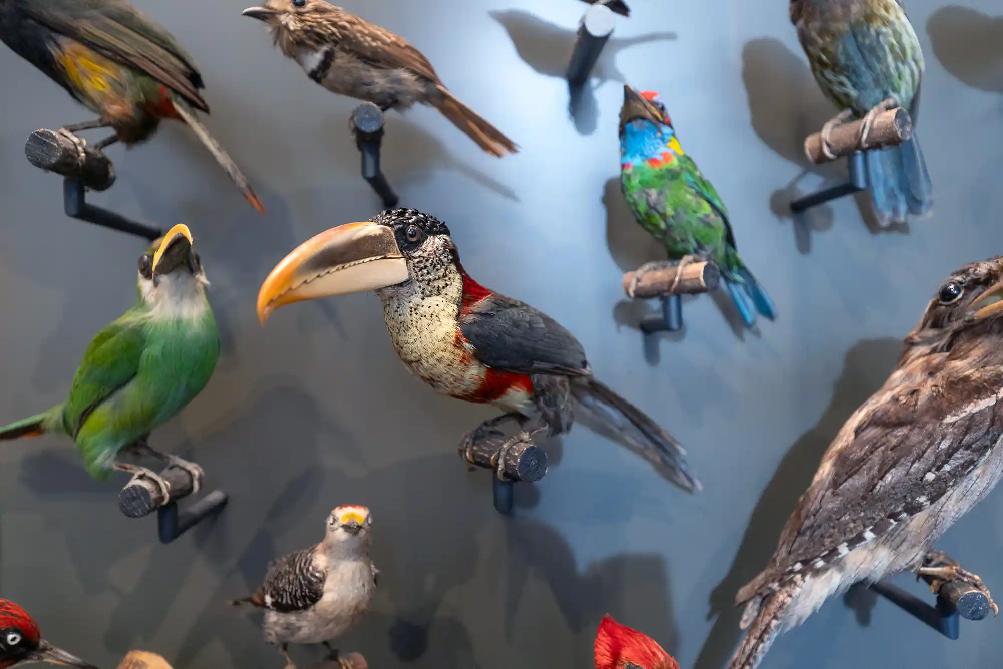 Toucan bird in Darmstadt