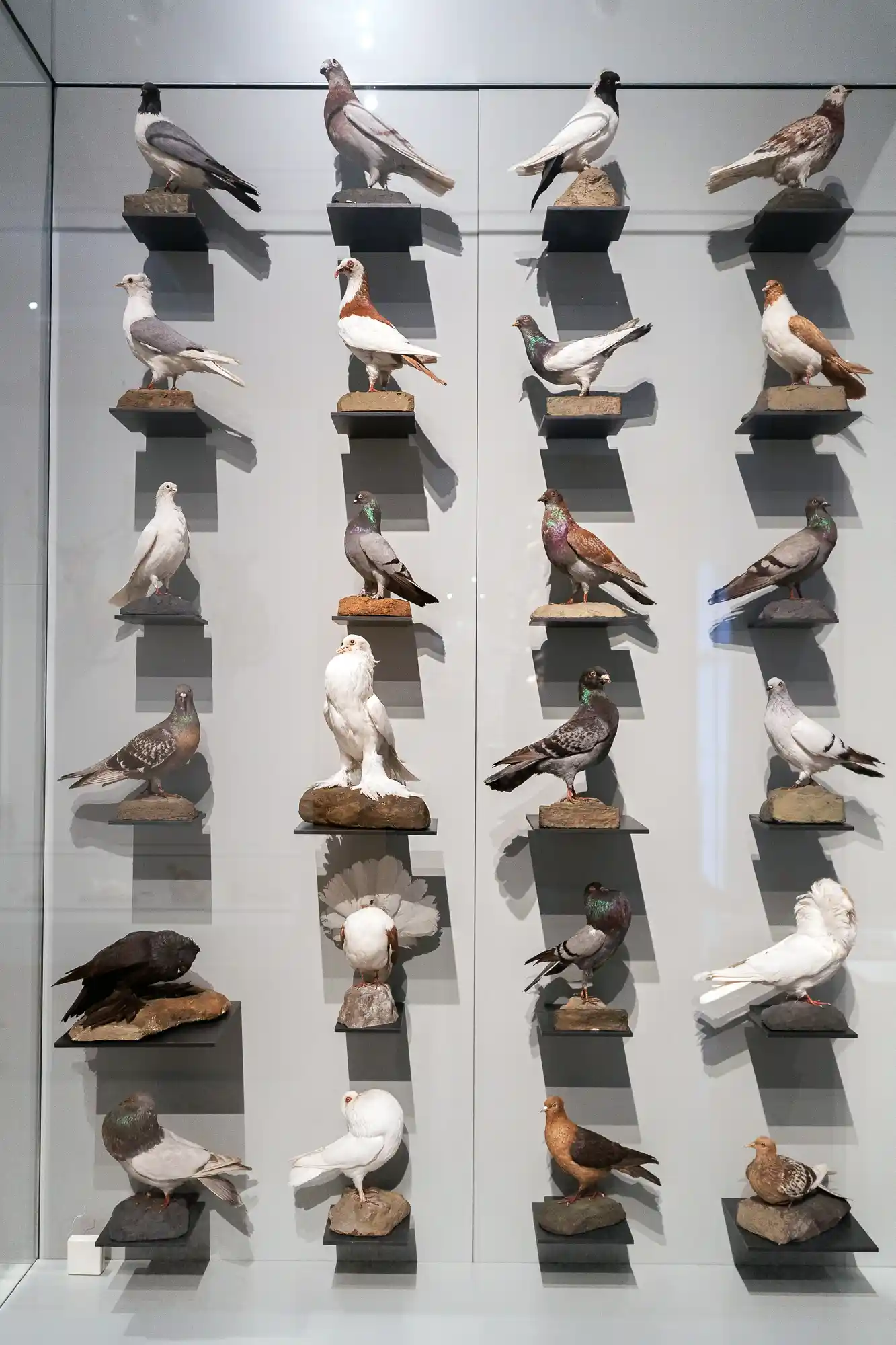 Different kind of Pigeons