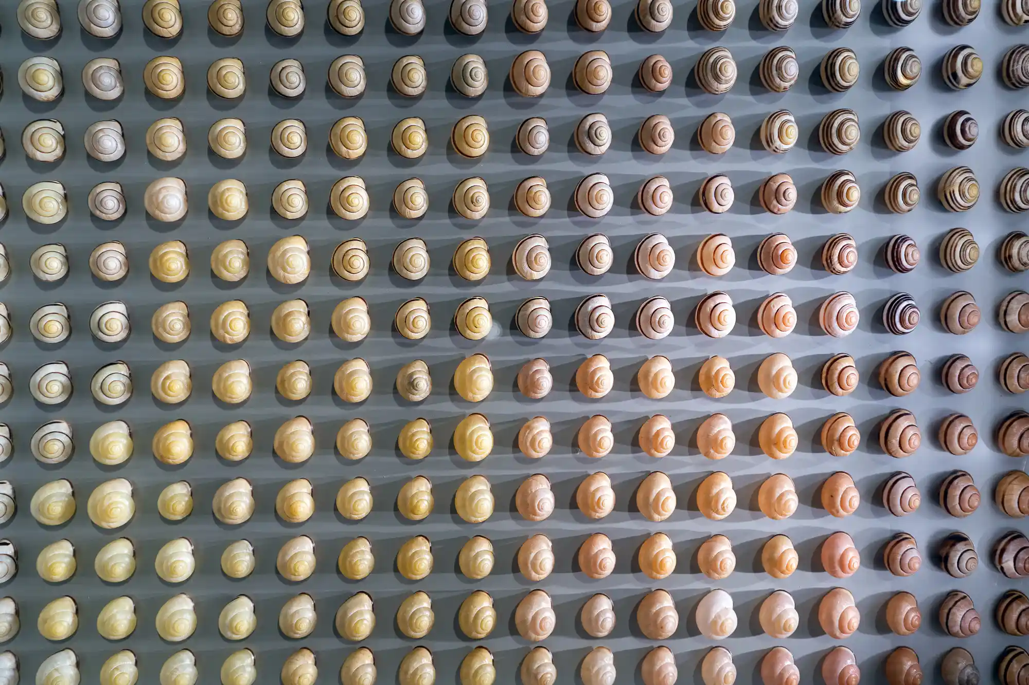 Snail shell collection