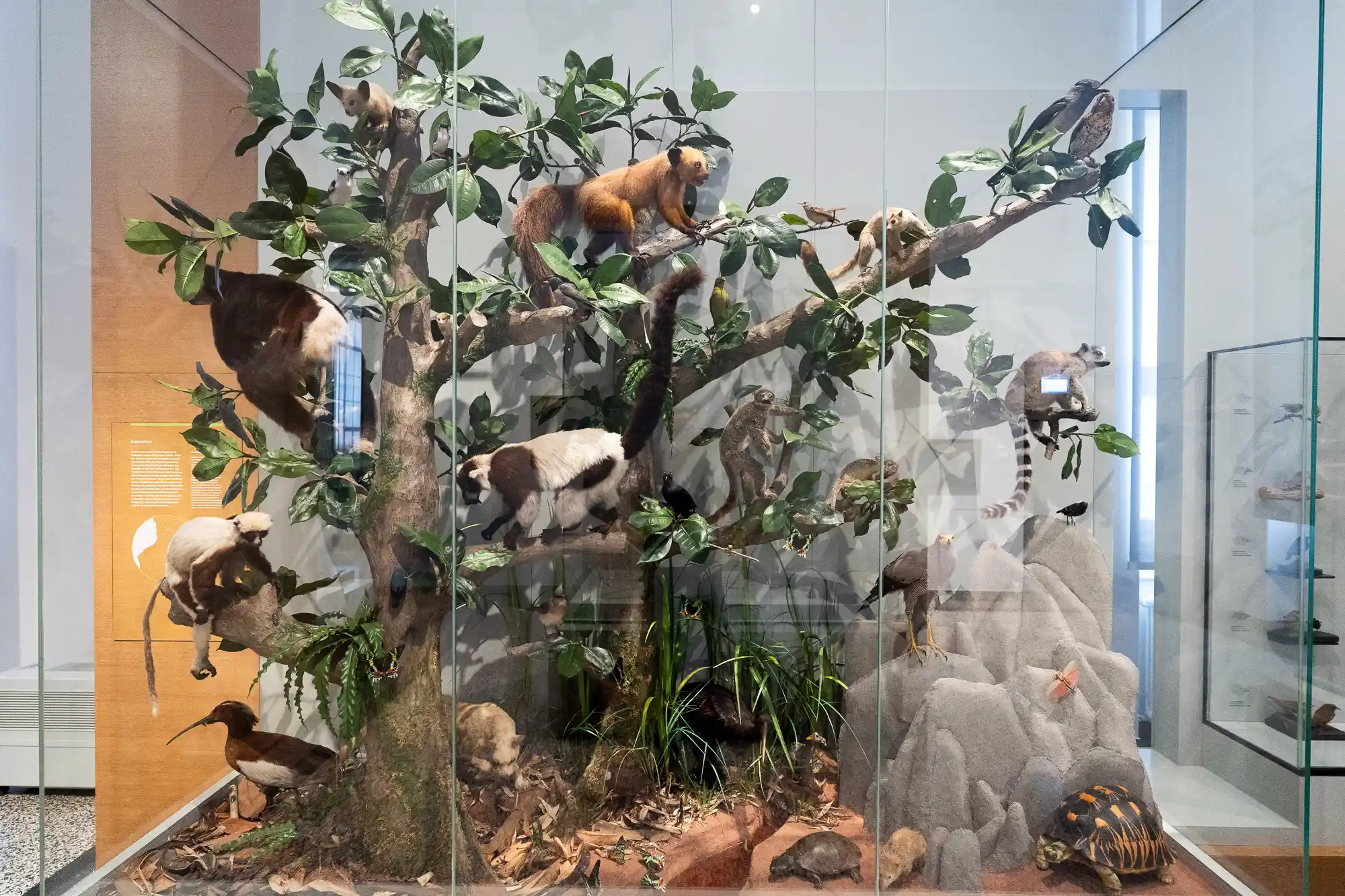 Landesmuseum Display