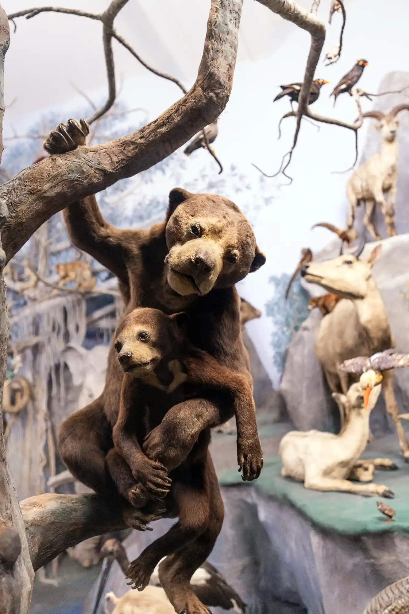 Friendly Bear