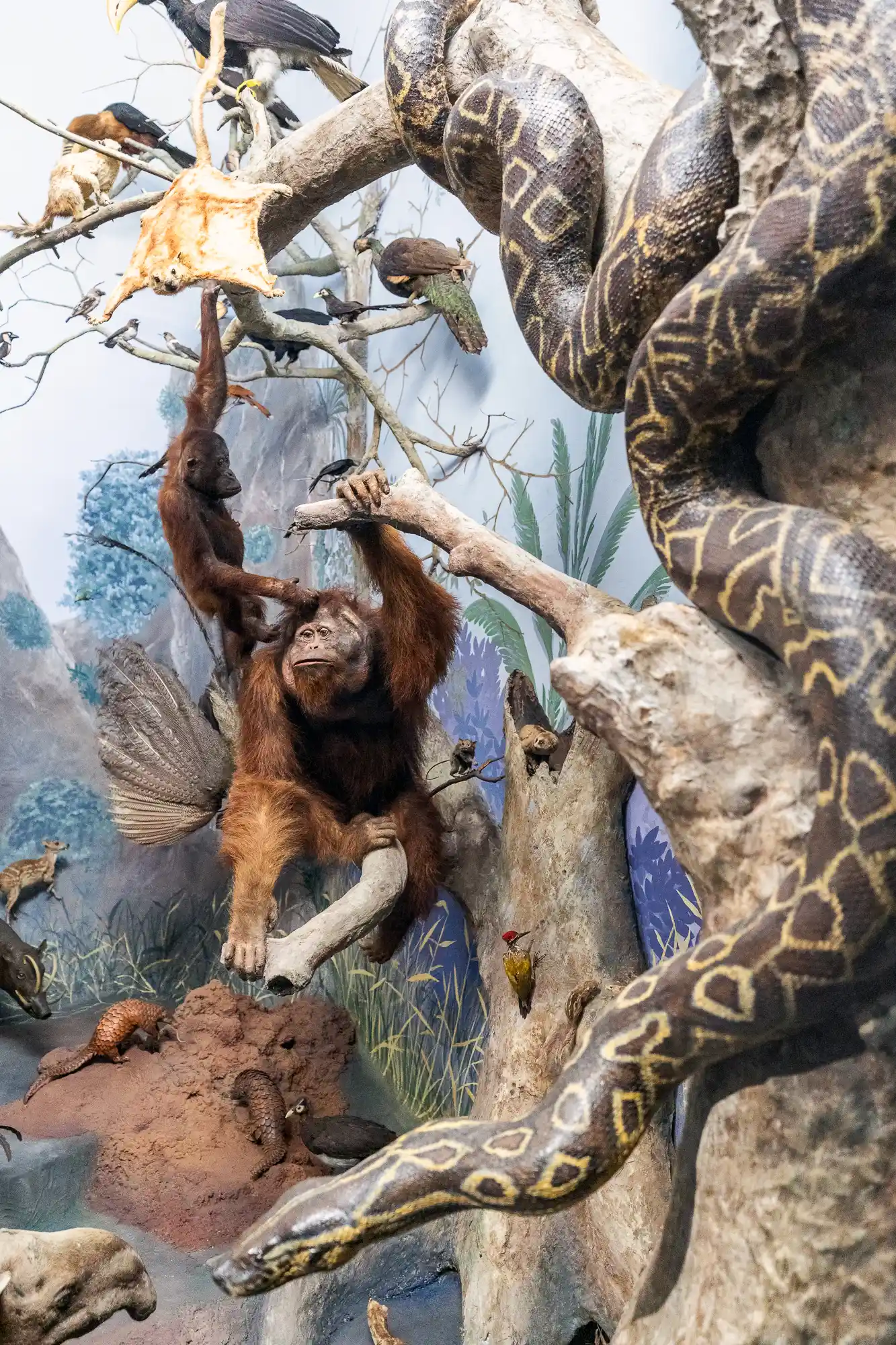 Orangutan in Darmstadt