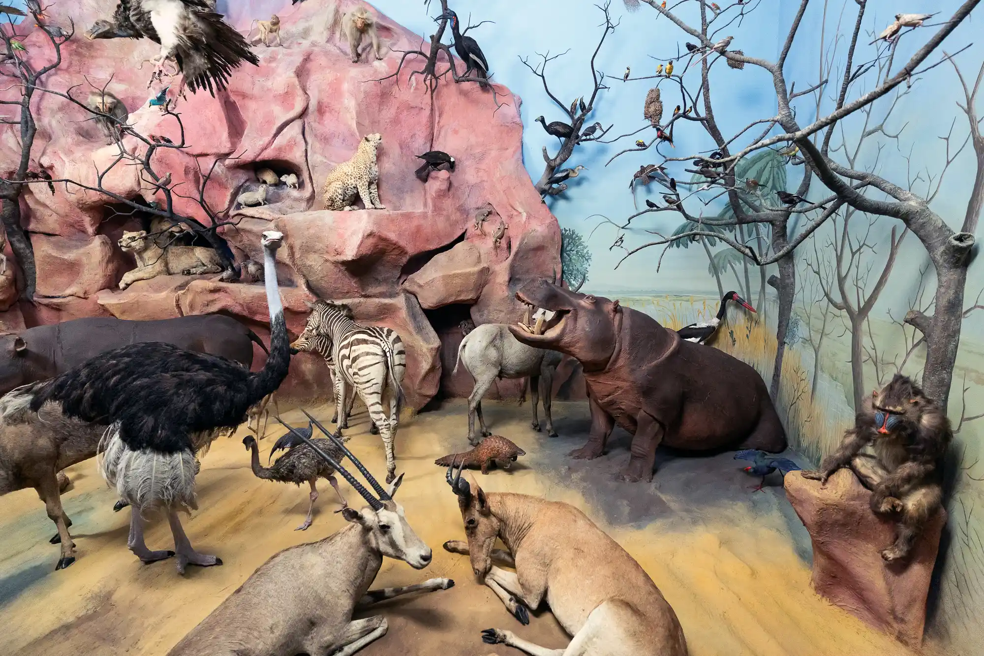 Wild animals in Darmstadt