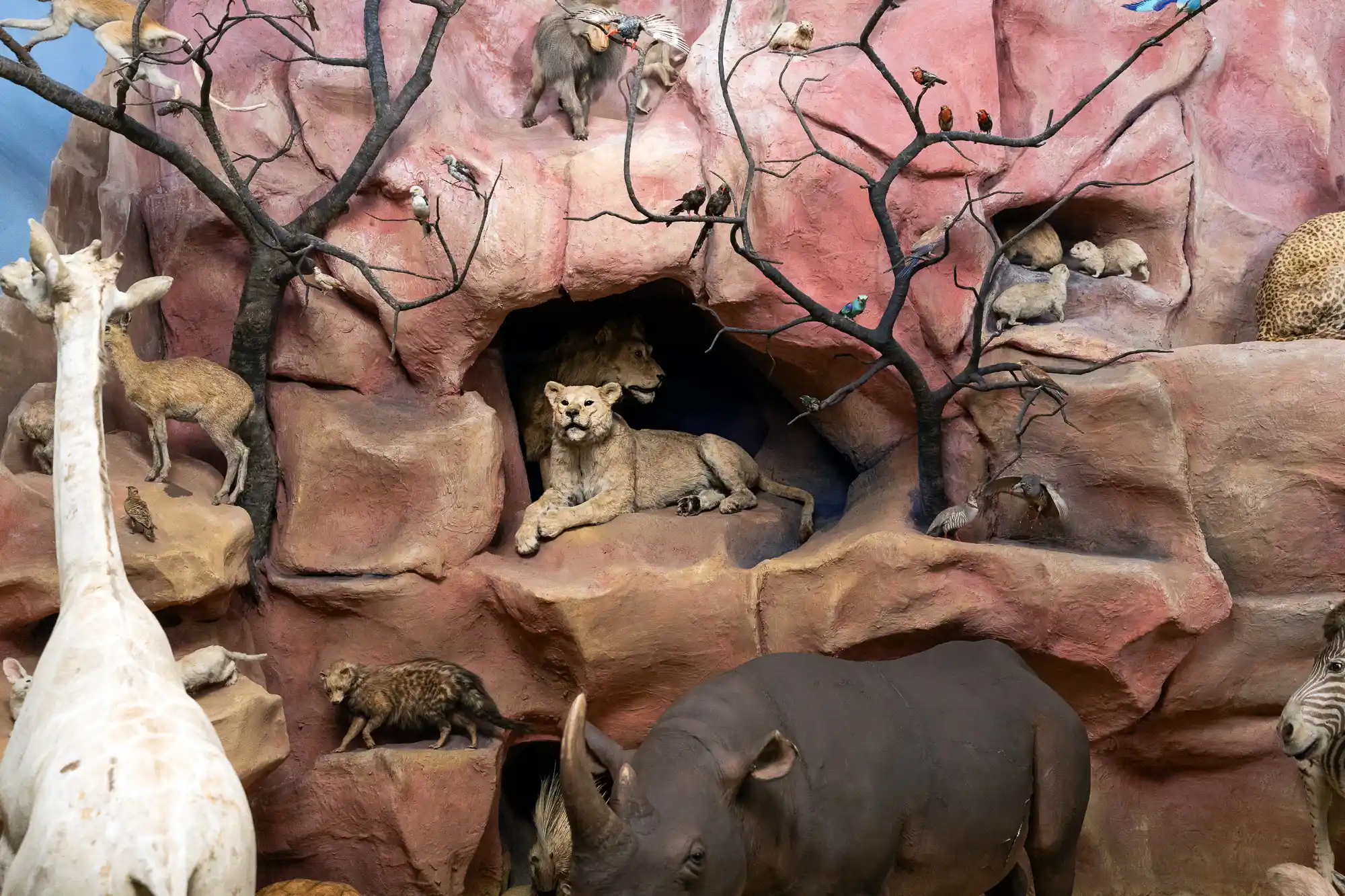 Lion cave