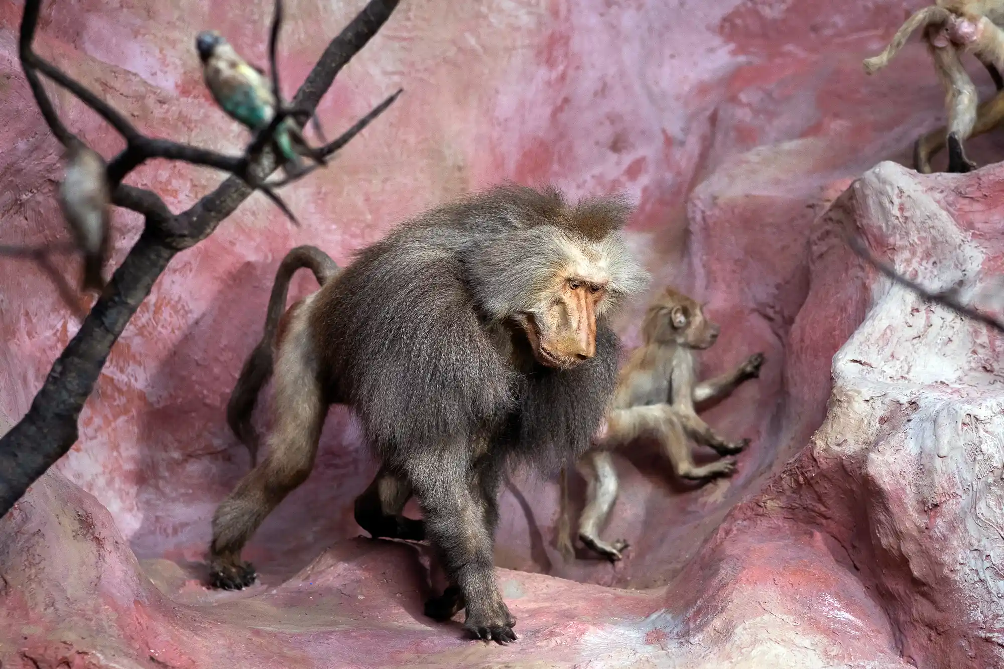Monkey on display