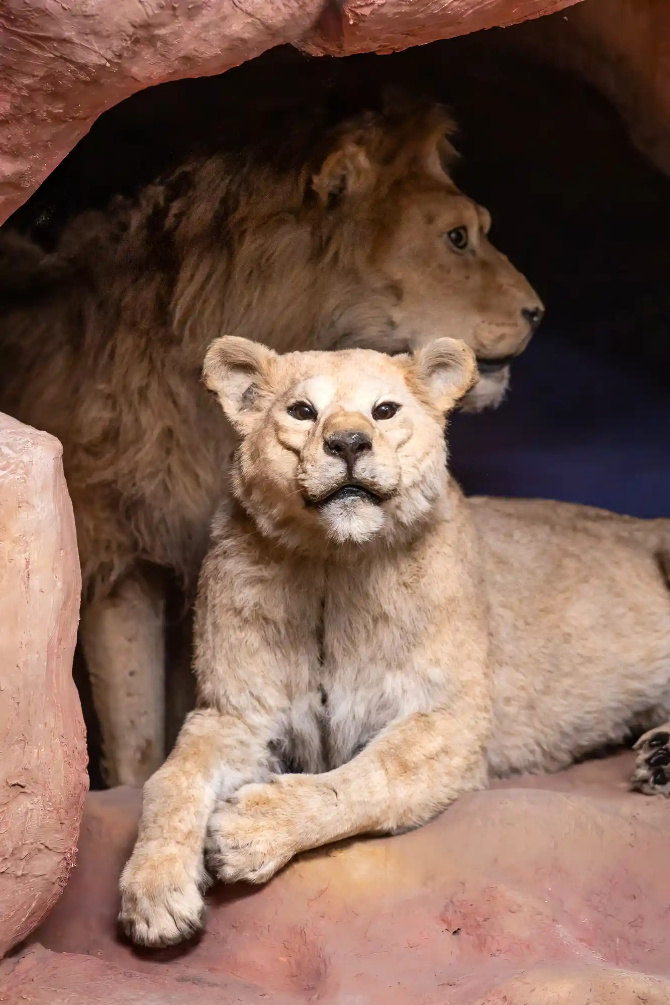 Lioness portrait