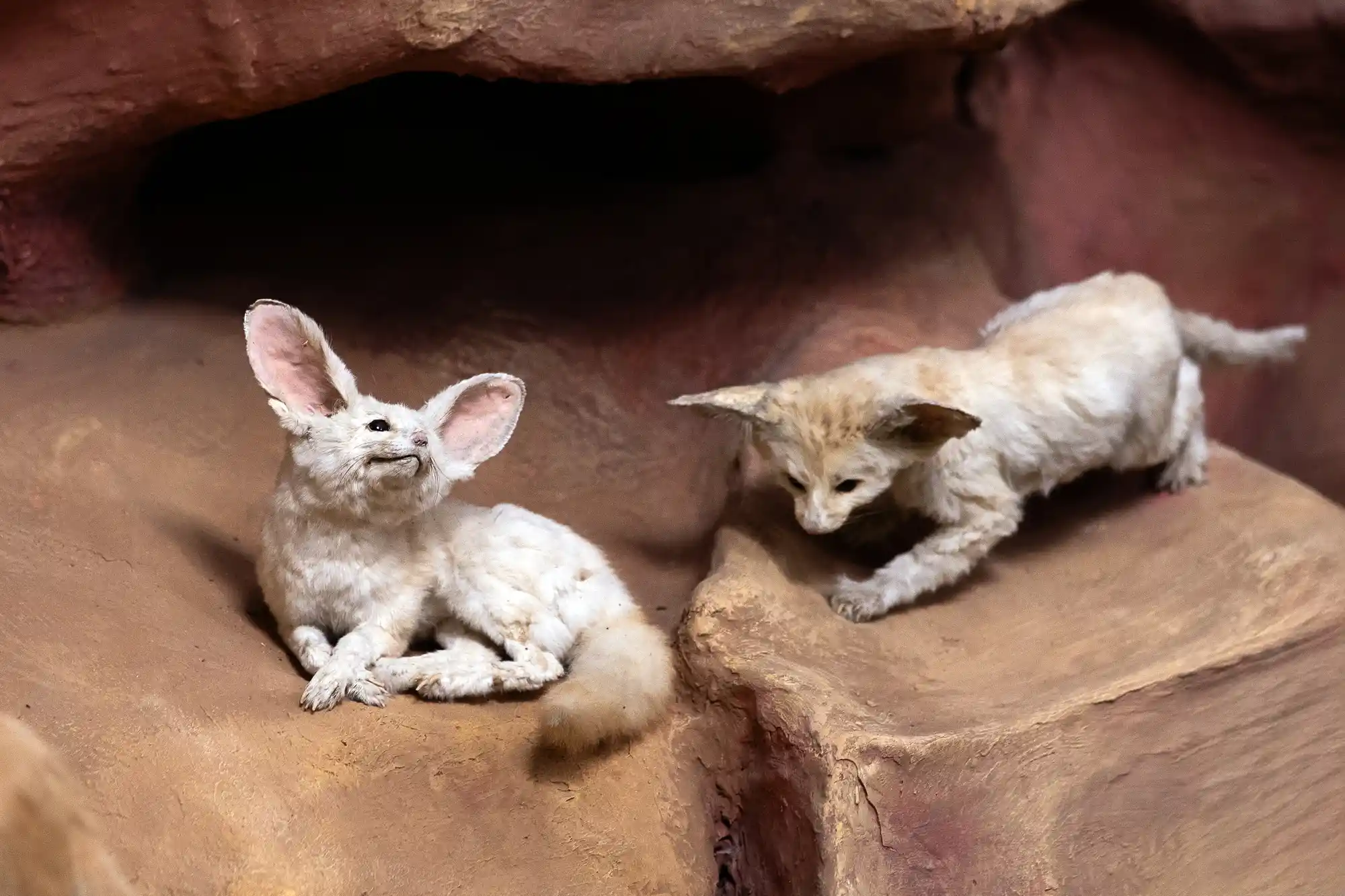 Desert Fox in white