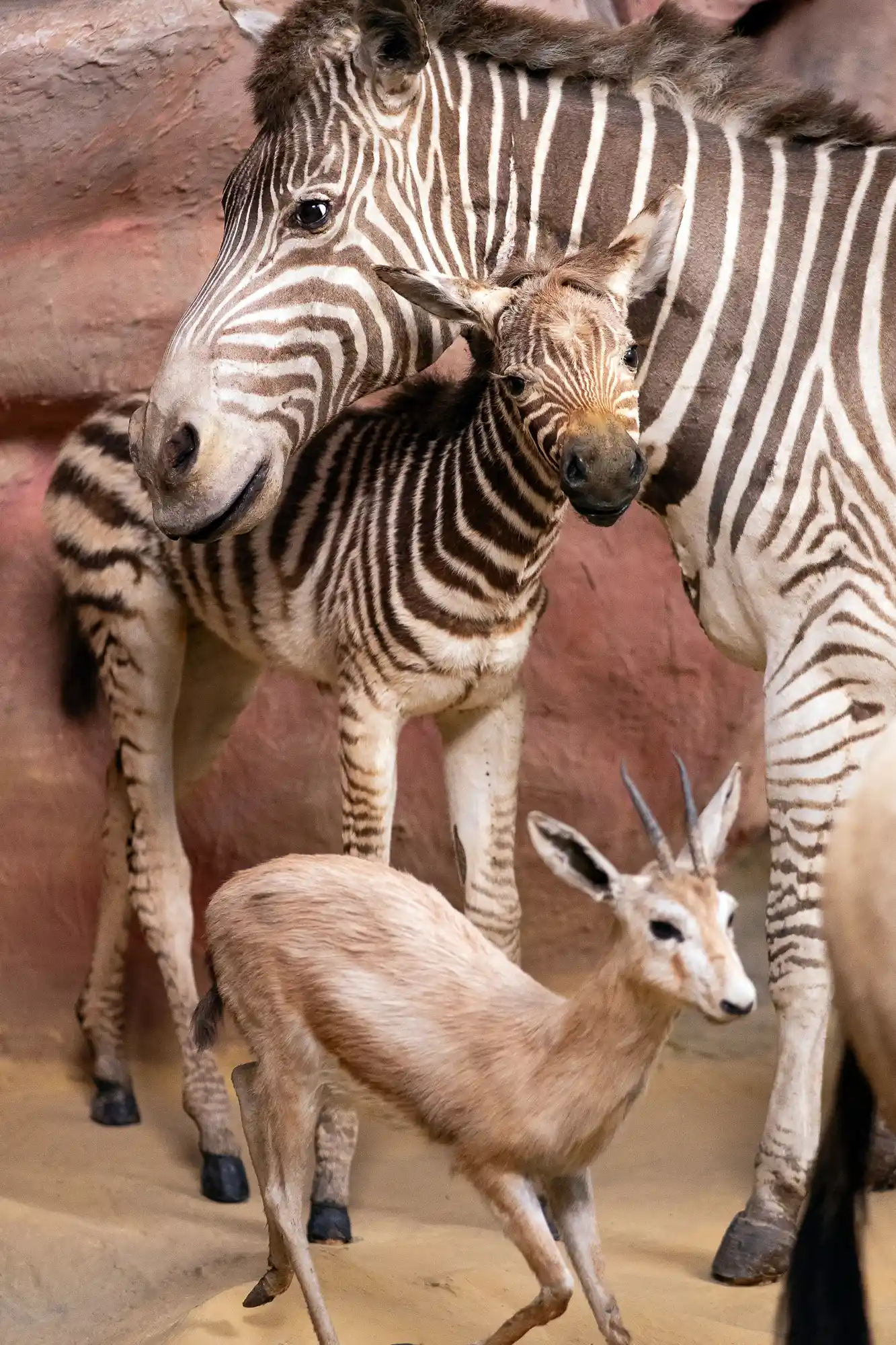 Zebra Family Portrait