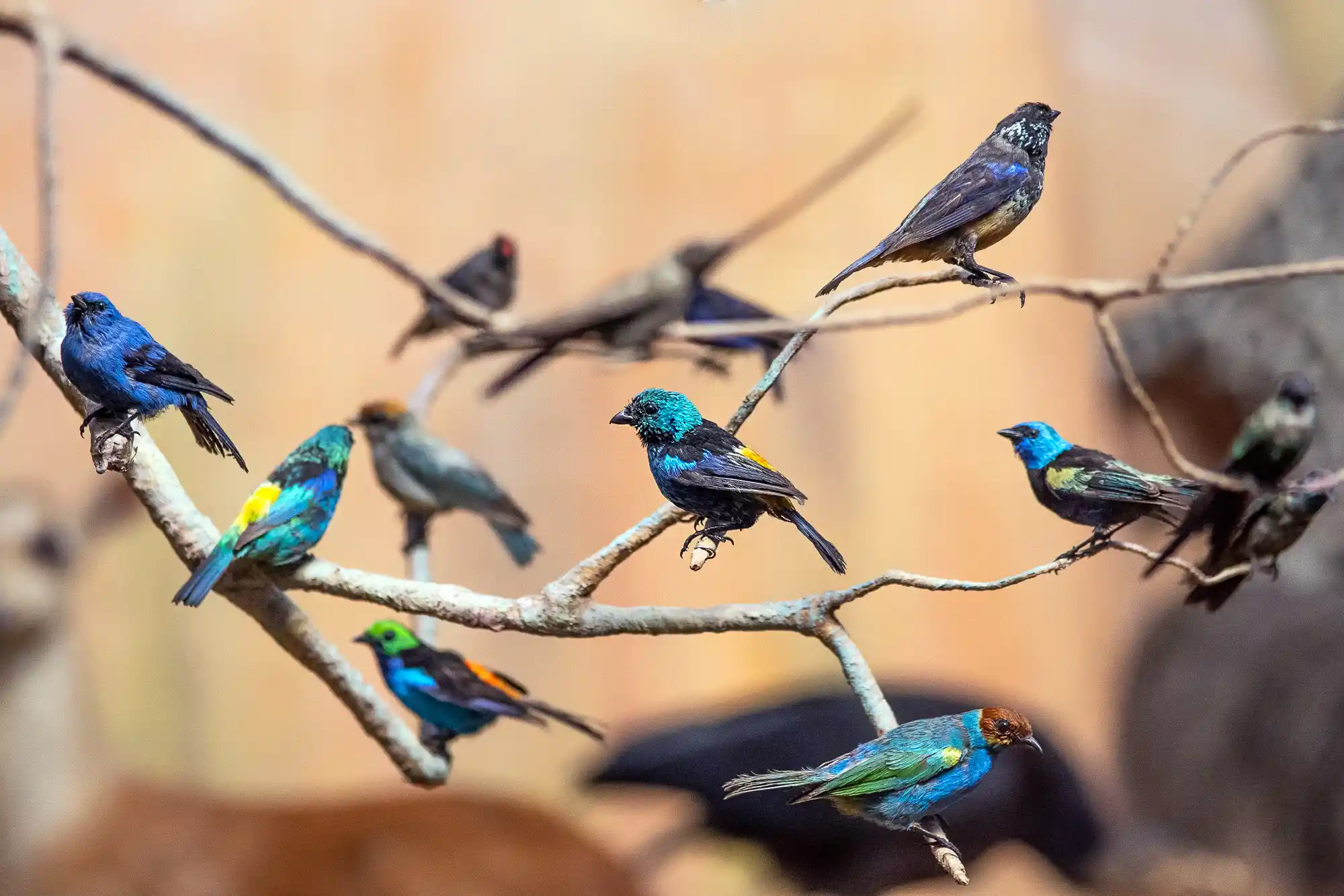 Bird Diorama