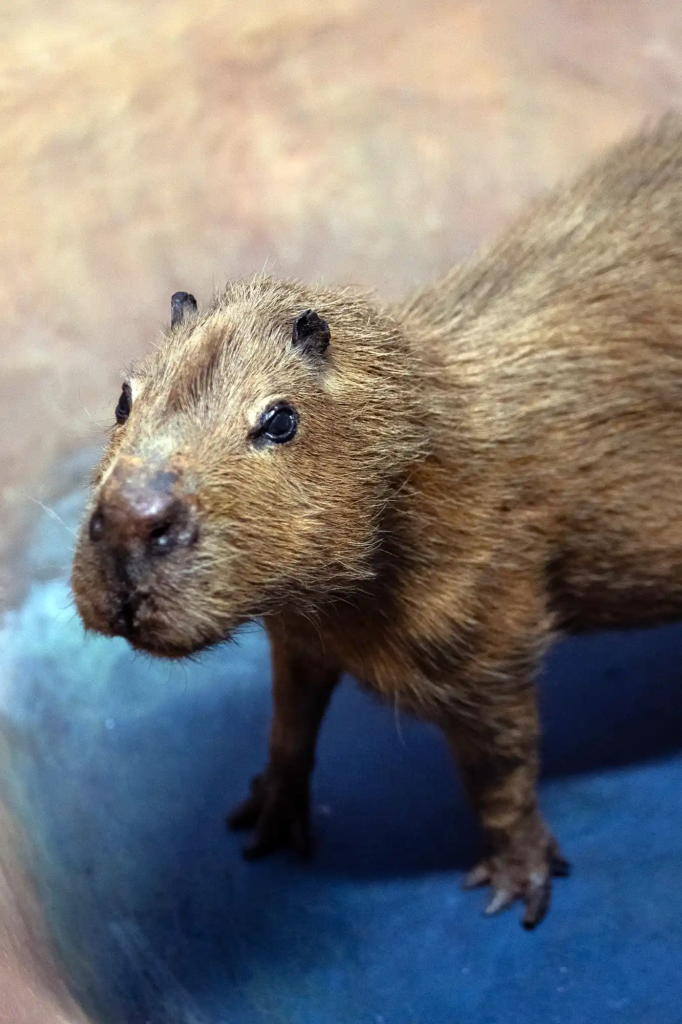 Capybara portraits