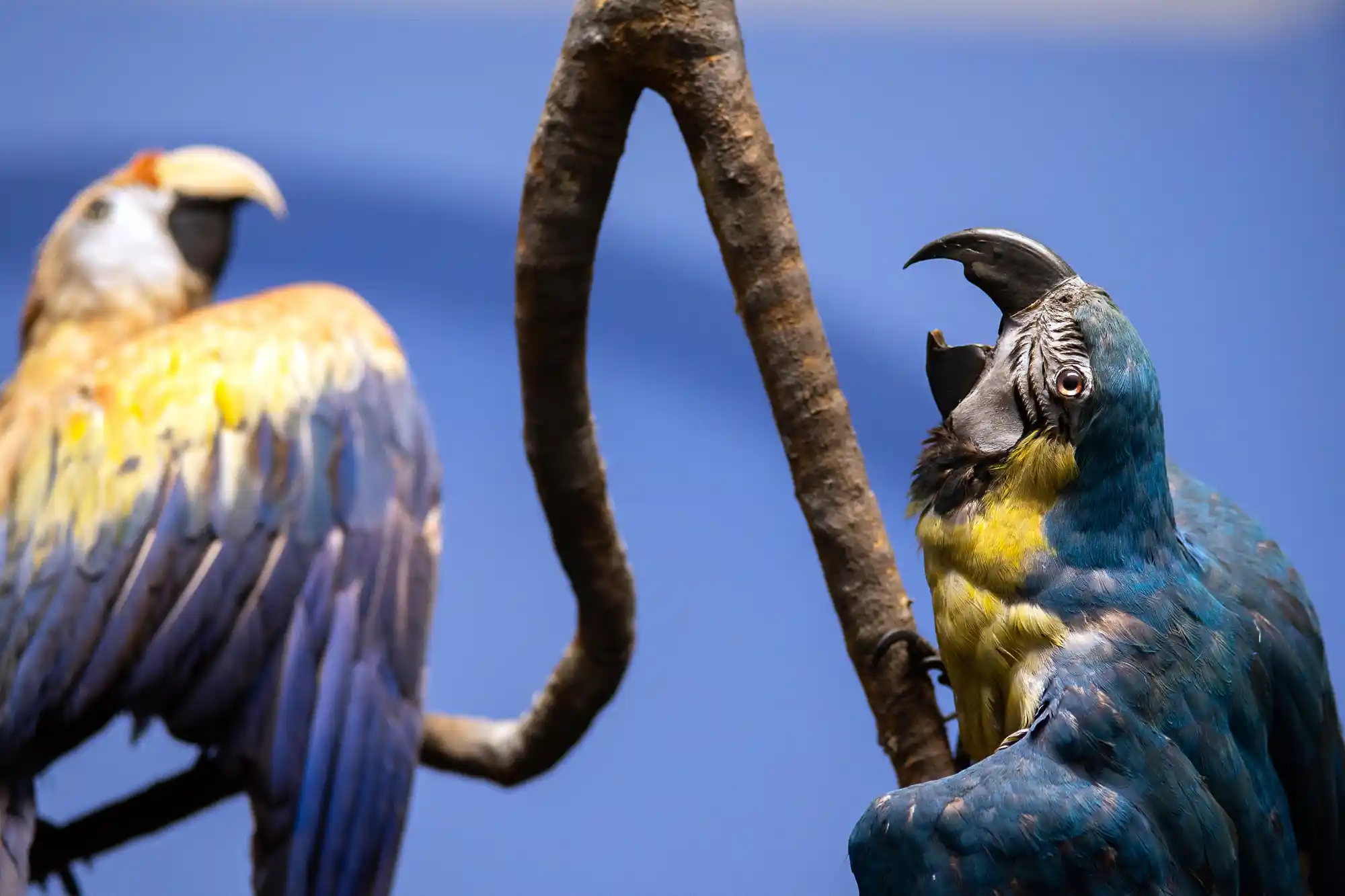 Huge Parrot