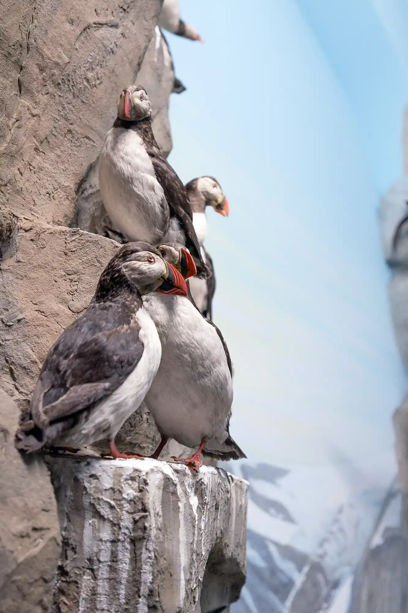 Puffins Diorama