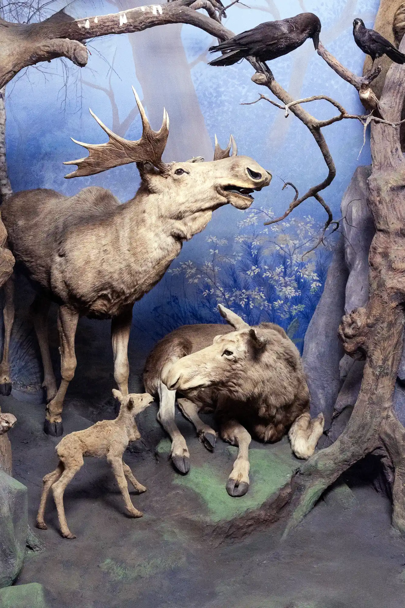 Elk Family