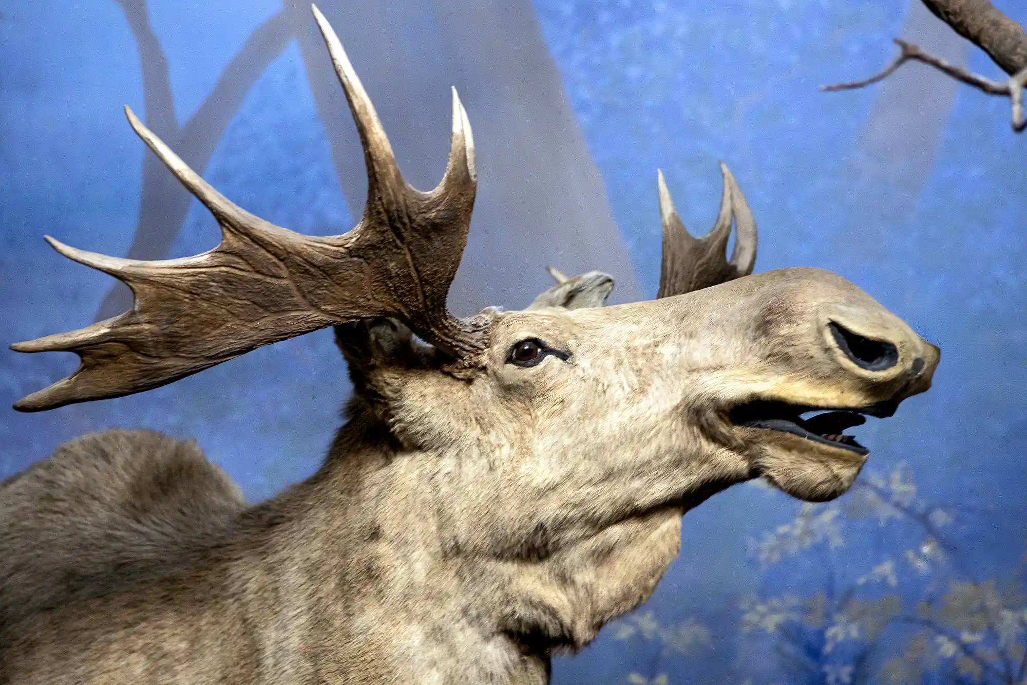 Head of an elk
