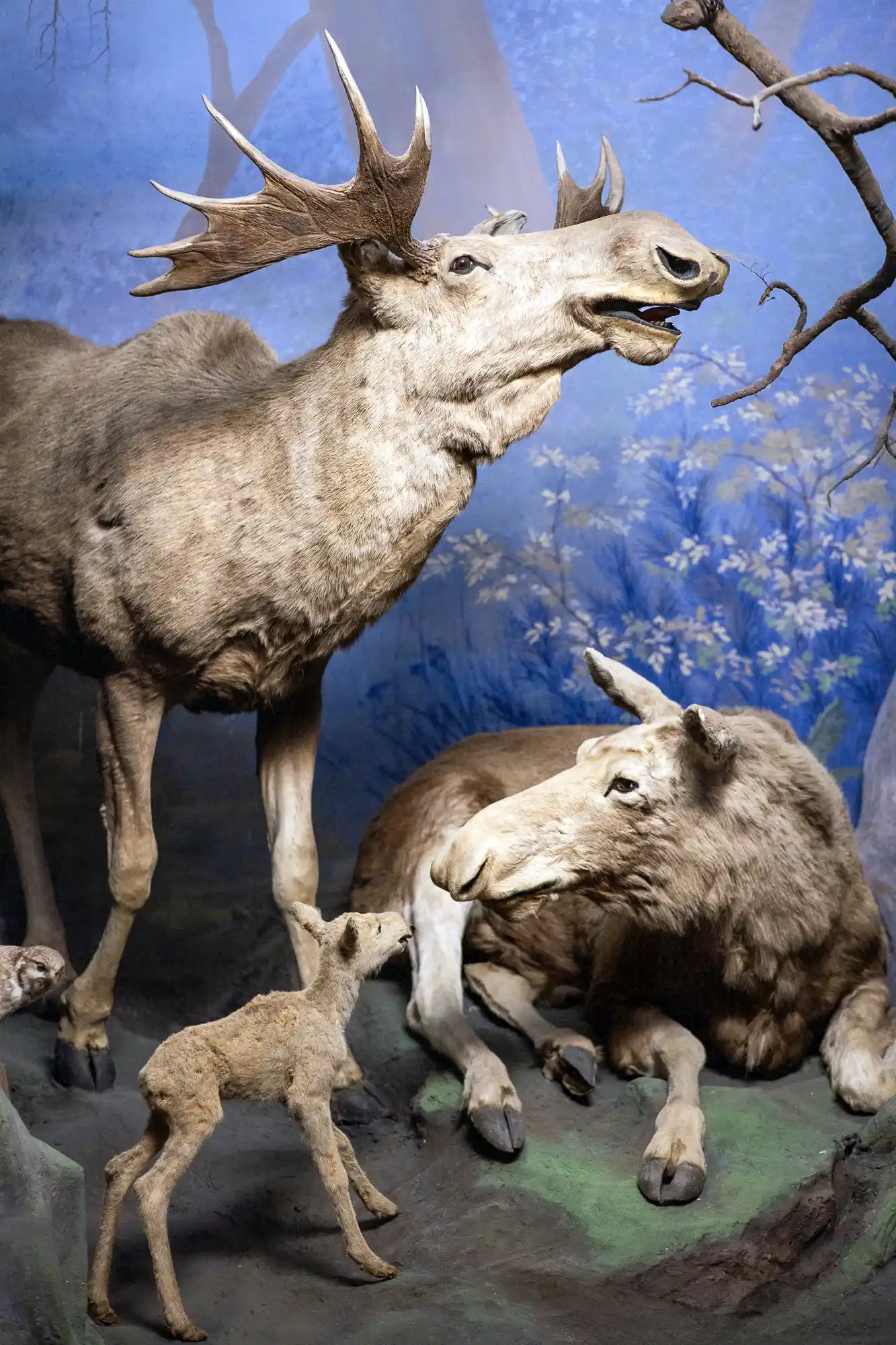 Elk Baby