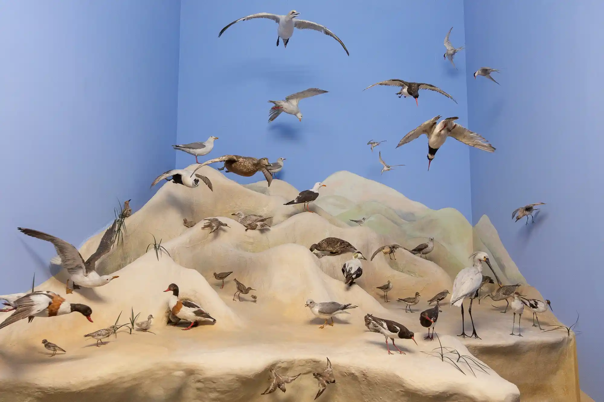 Animals on Display