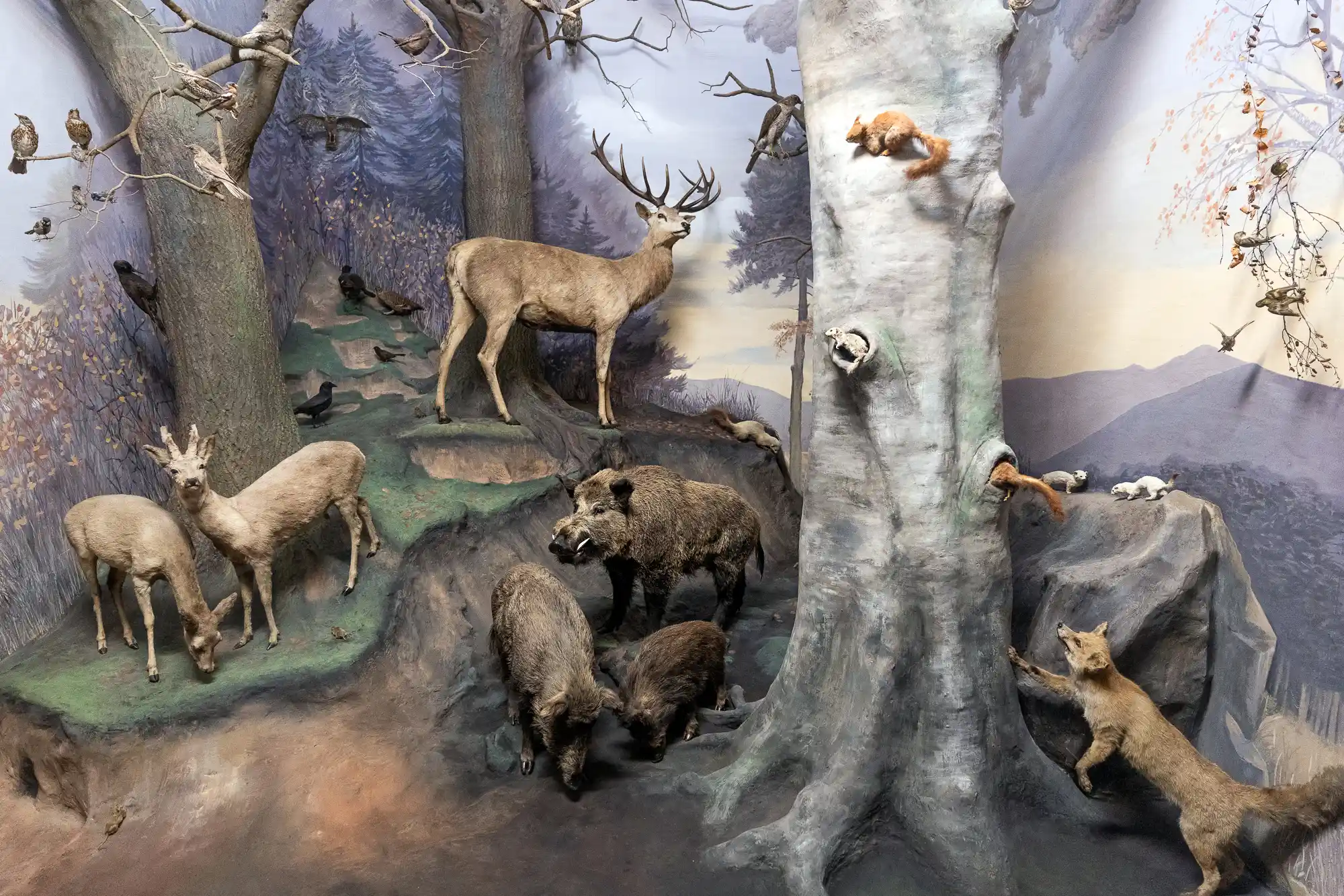 European Forest Diorama