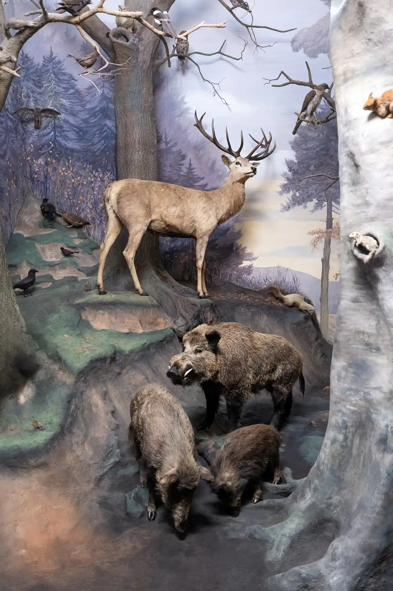 Boar and deer