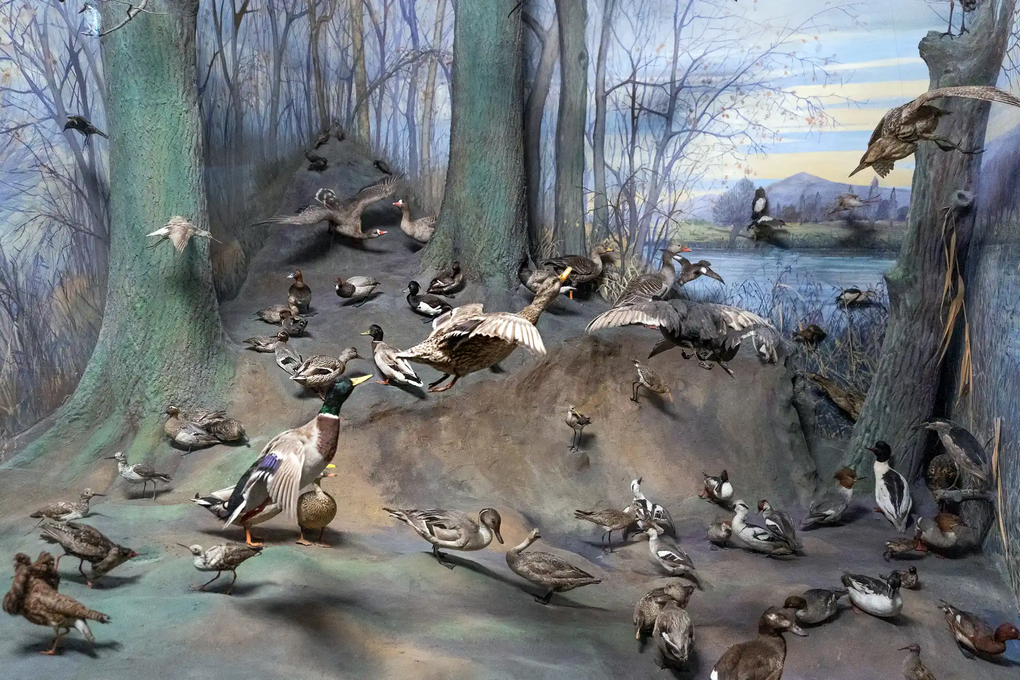 Ducks taking off study
