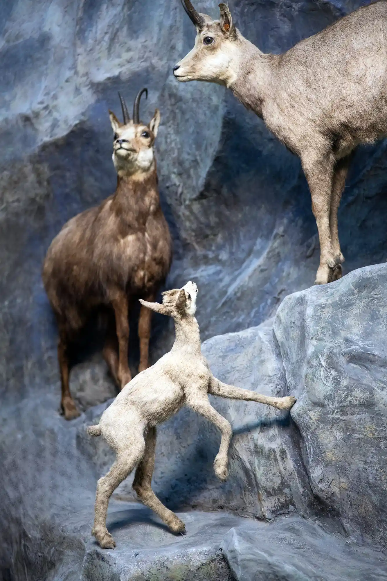 little goat baby