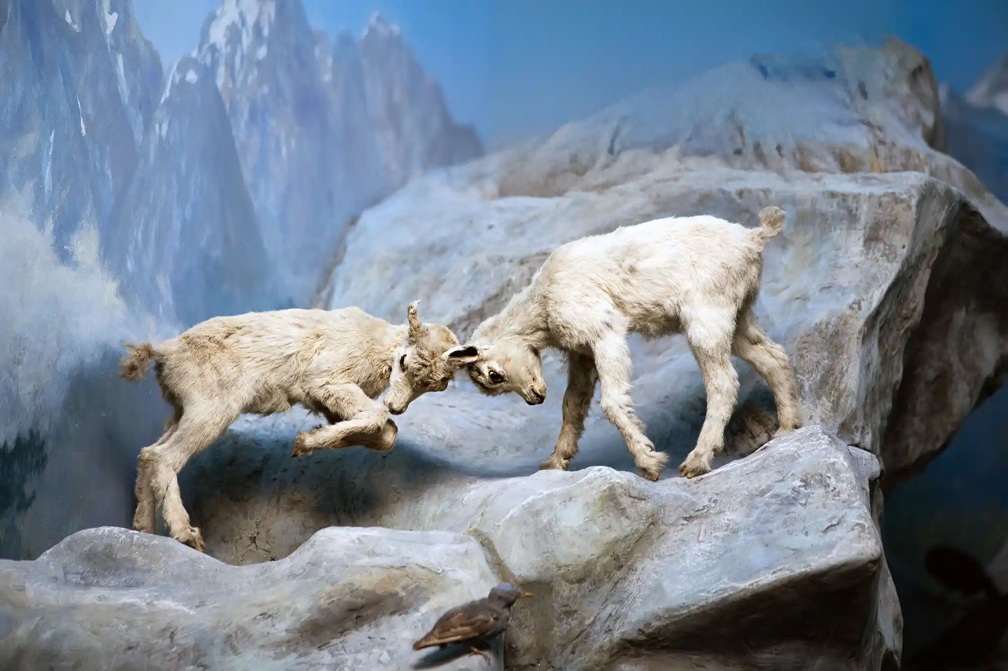 Goat baby fight