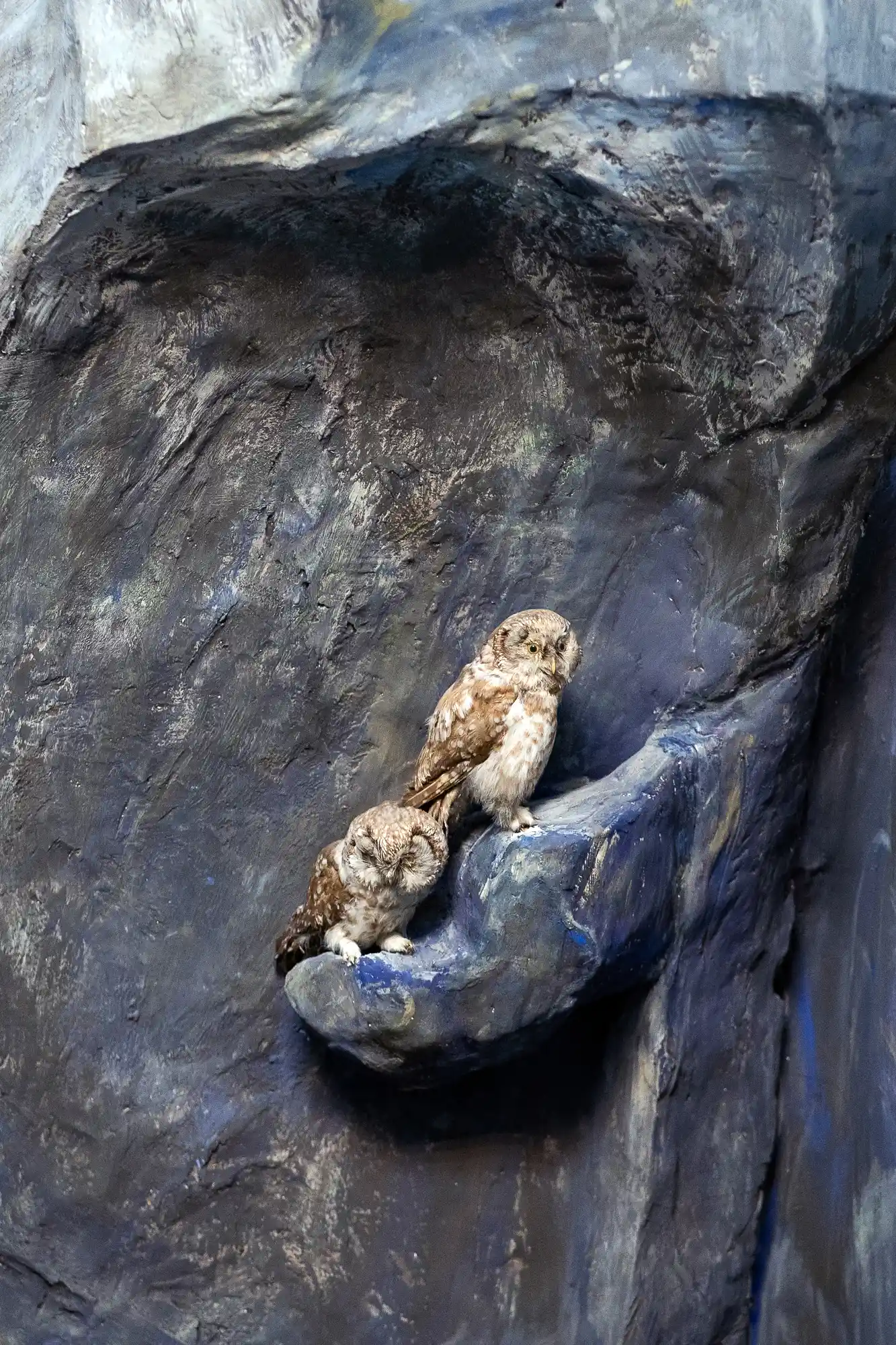 Owls couple in the mountains