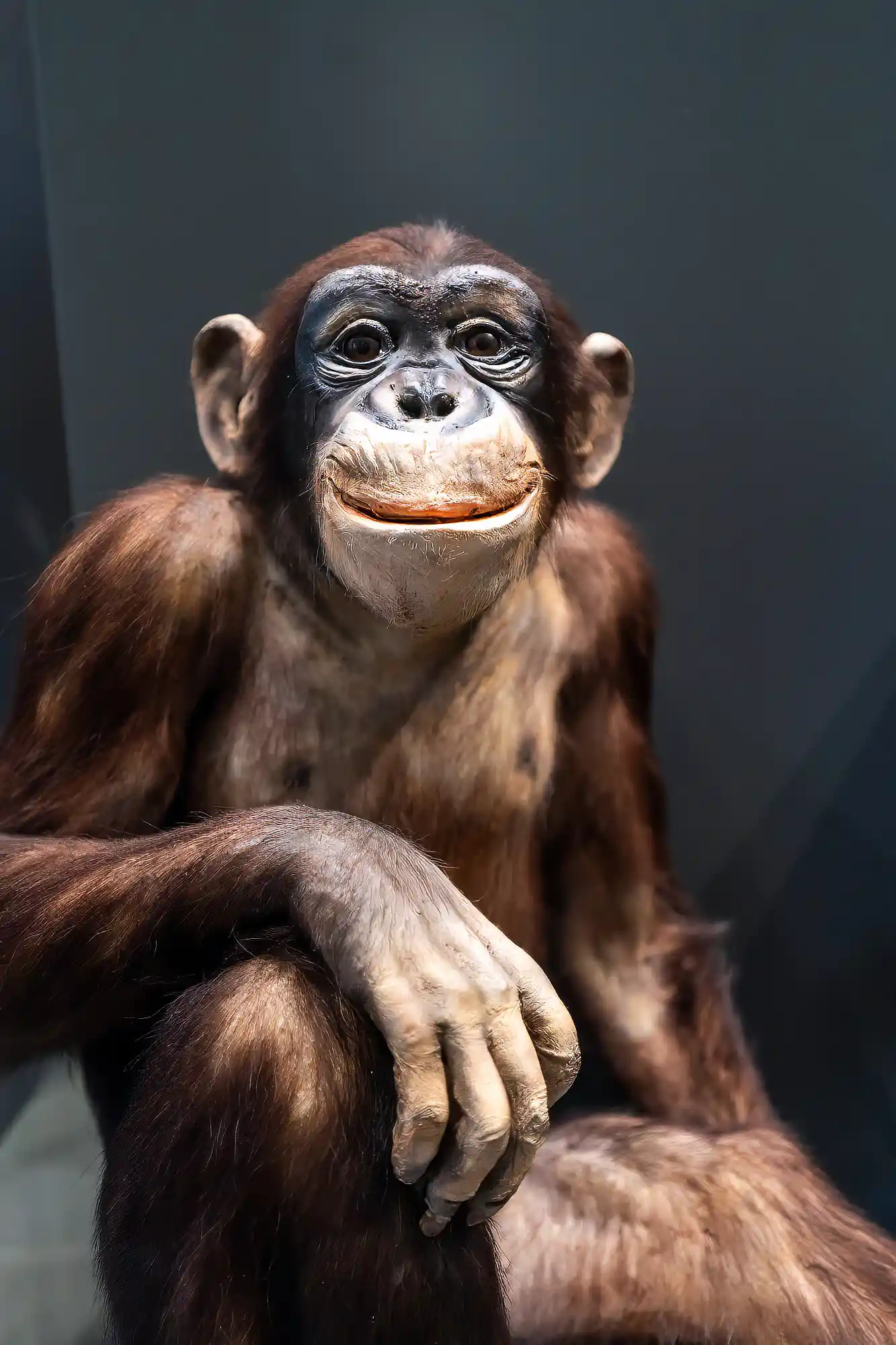 Cutest monkey picture