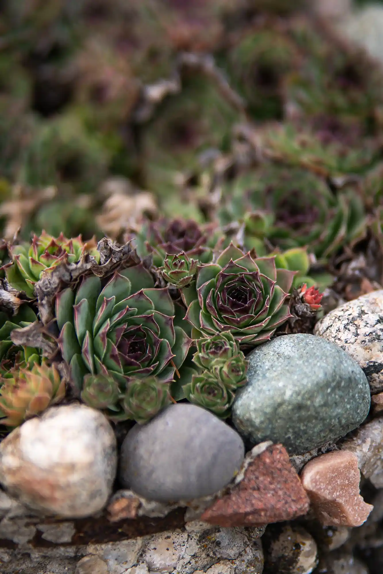 Little garden with rocks