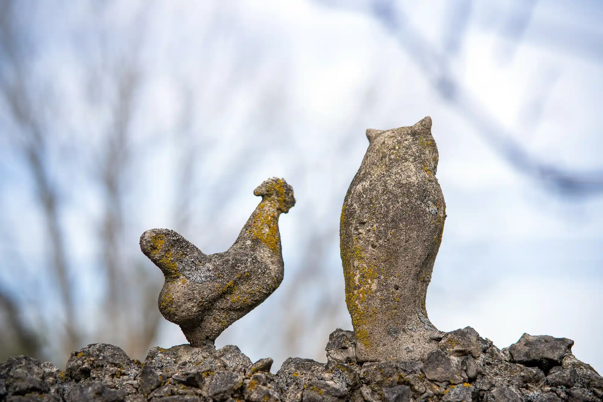 Cock and owls in Springfield, Ohio