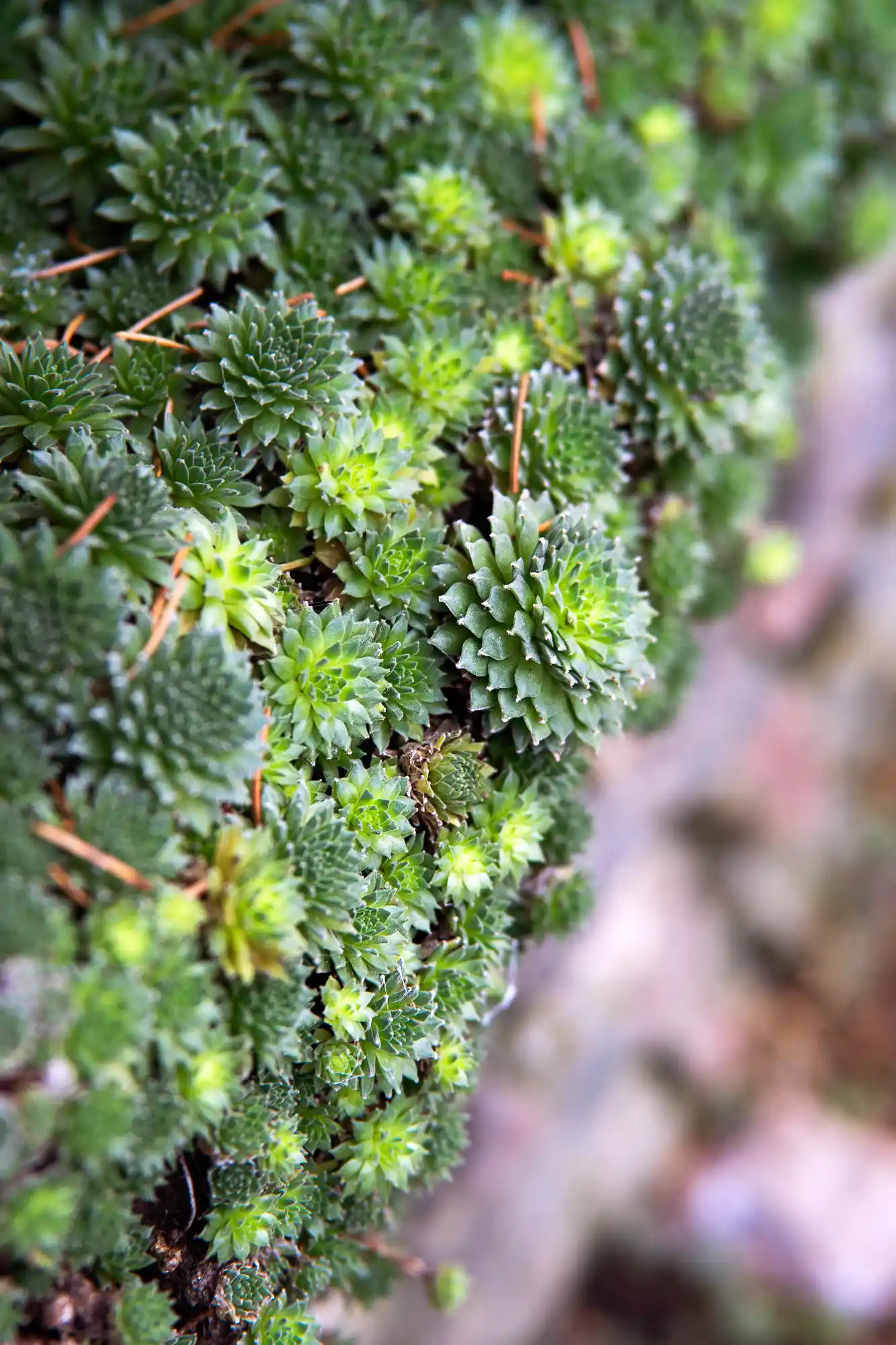 Mangold effect plant