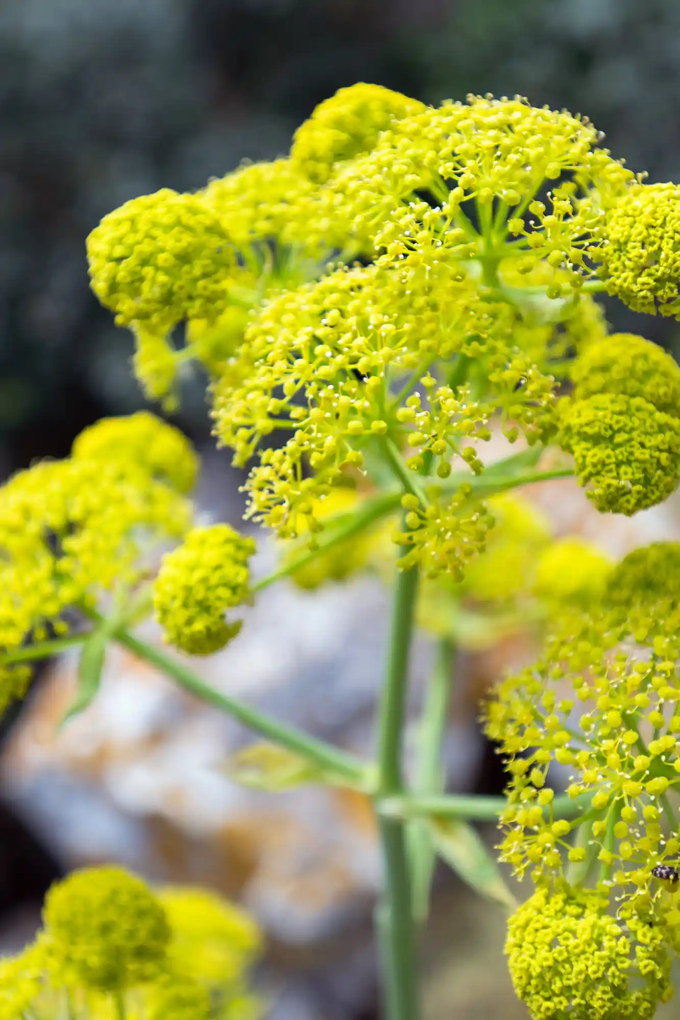 Yellow plant in Calpe