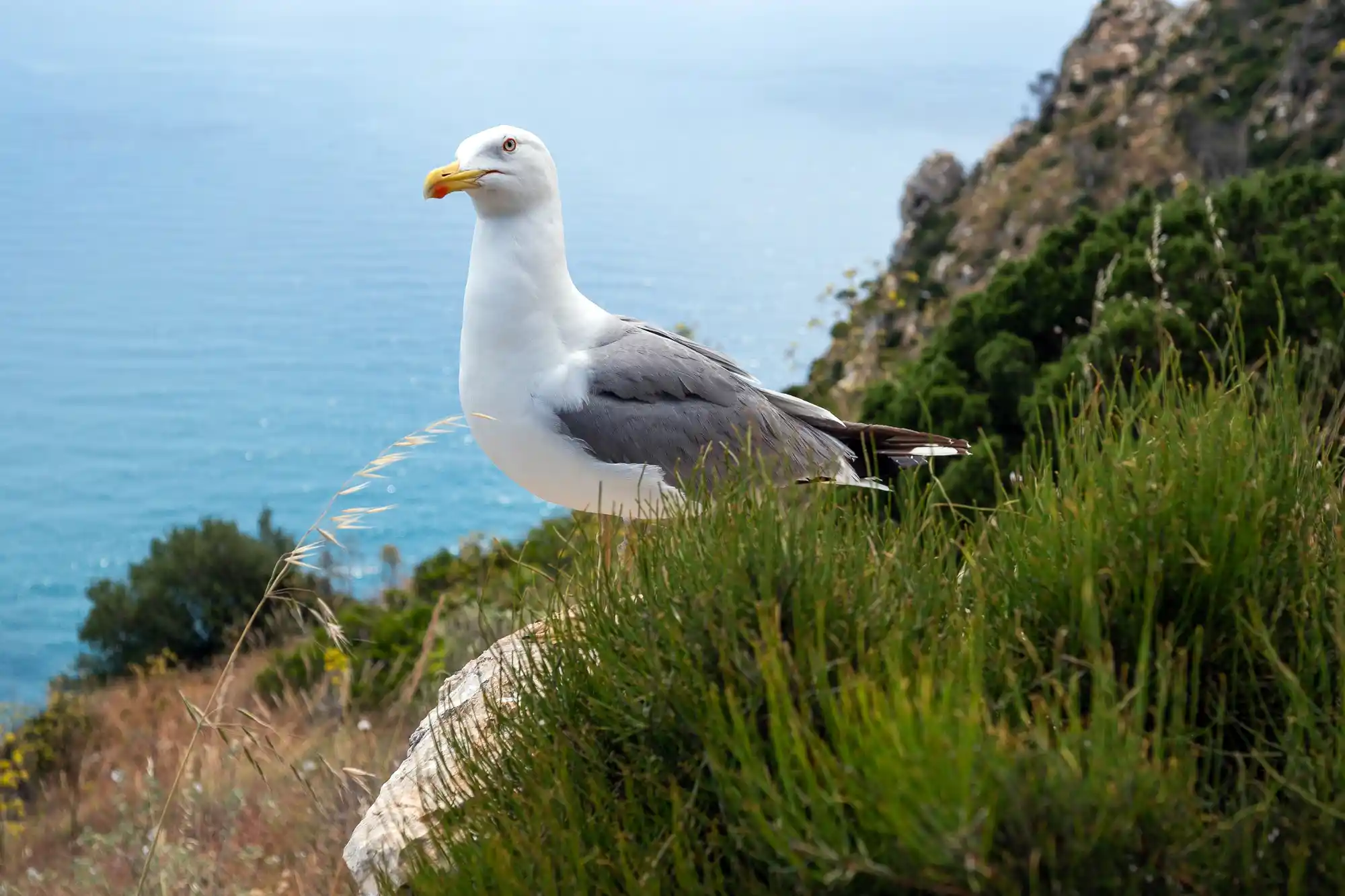 Curious Seagull