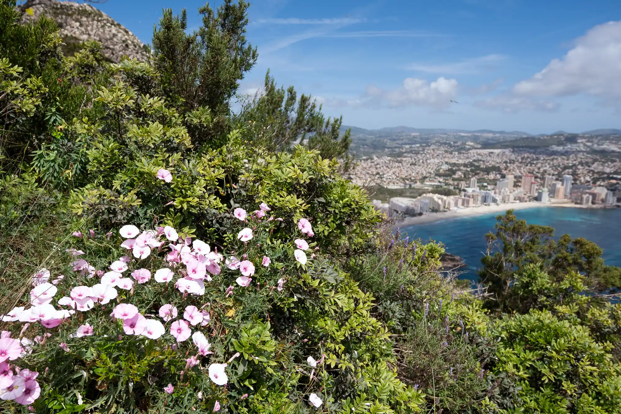Flowers of Calpe