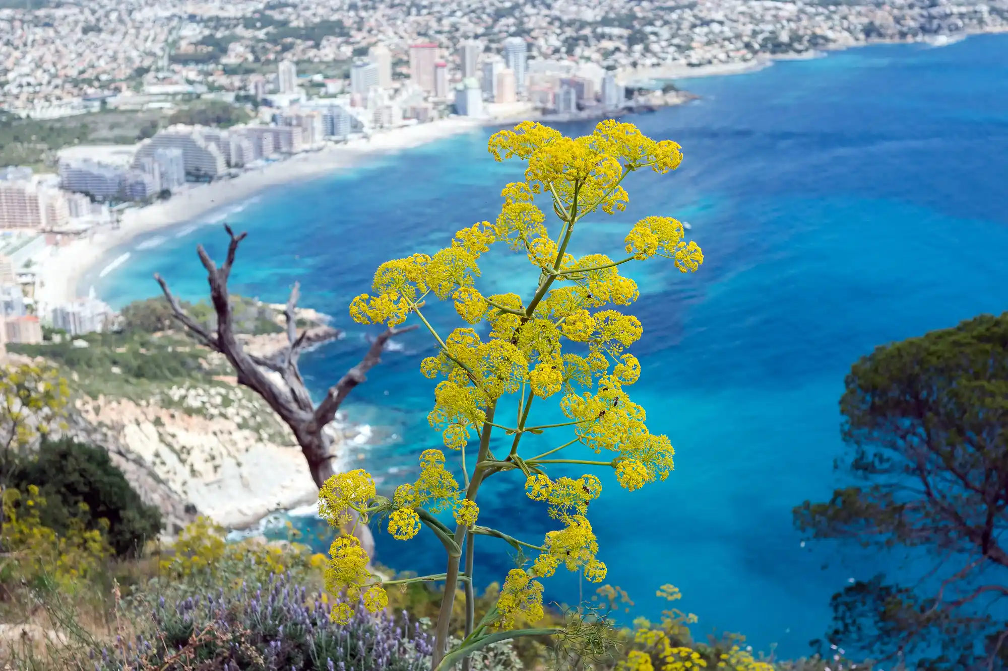 Yellow and sea blue contrast